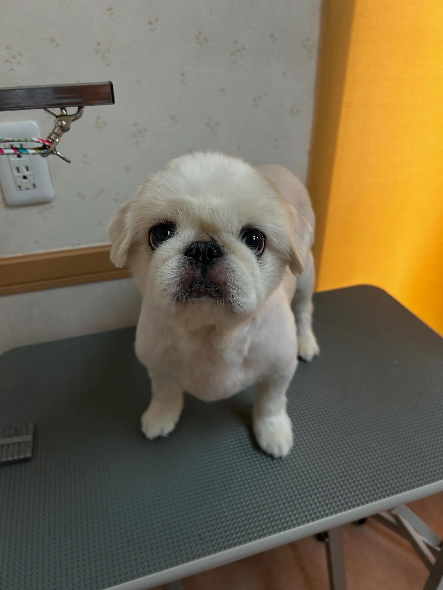 犬のトリミング✂️