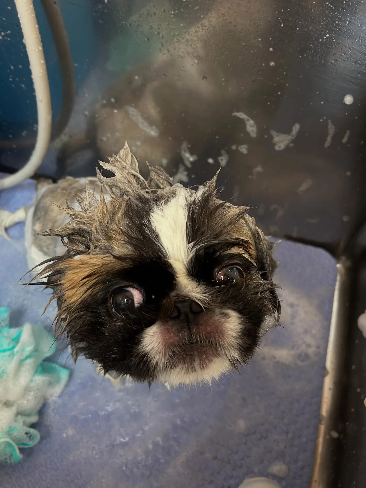 犬のトリミング✂️