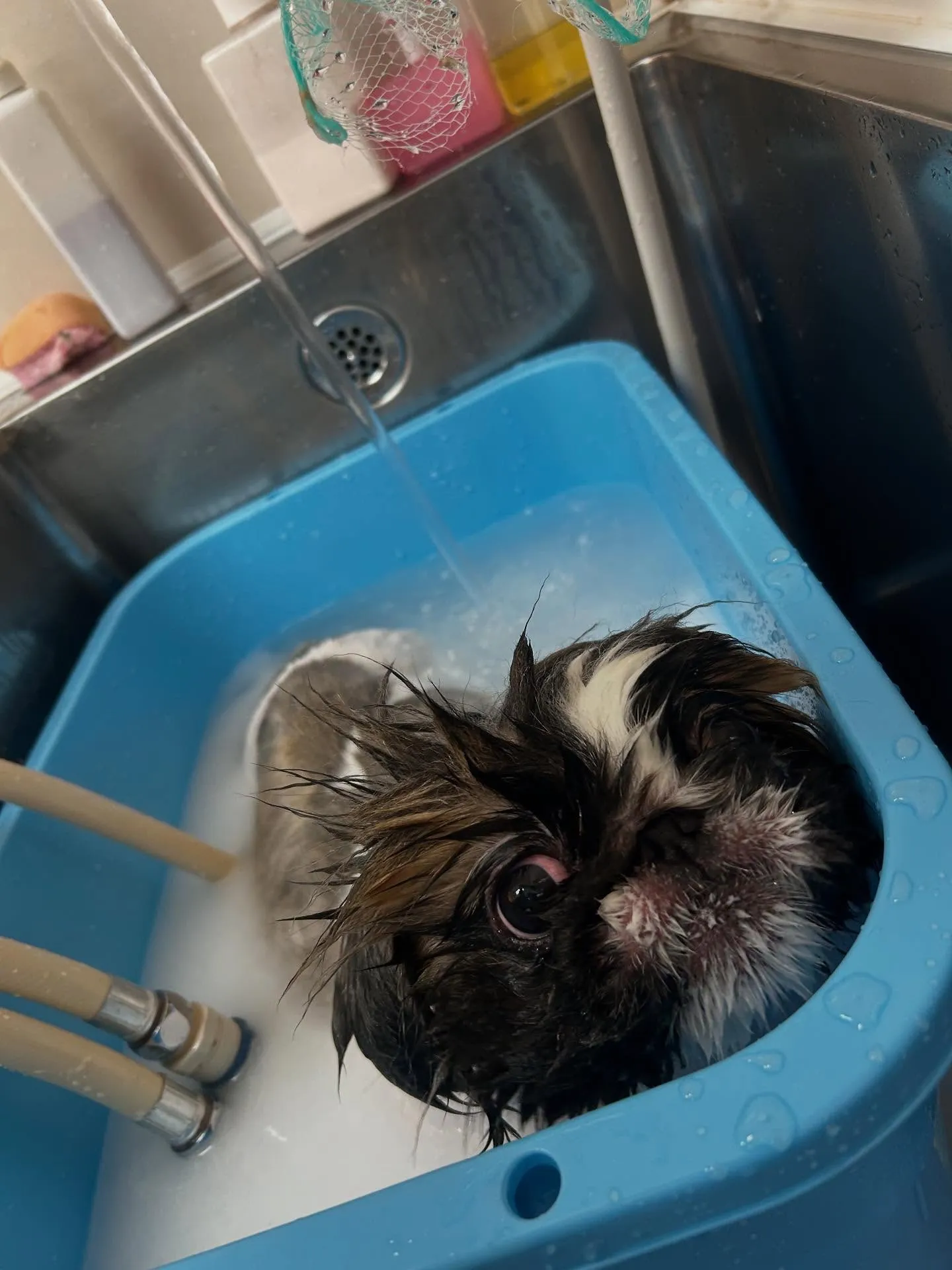 犬のトリミング✂️