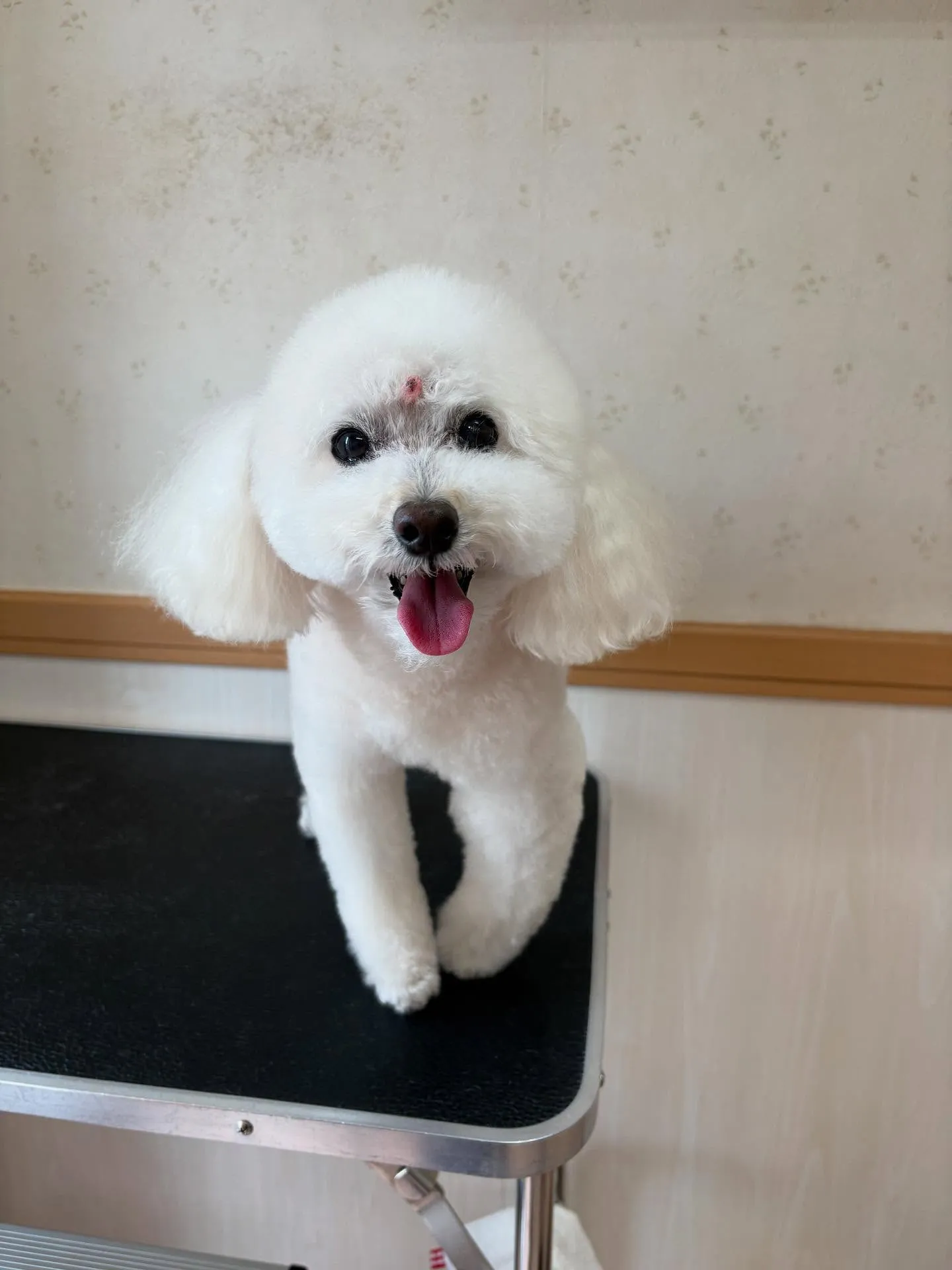 犬のトリミング✂️