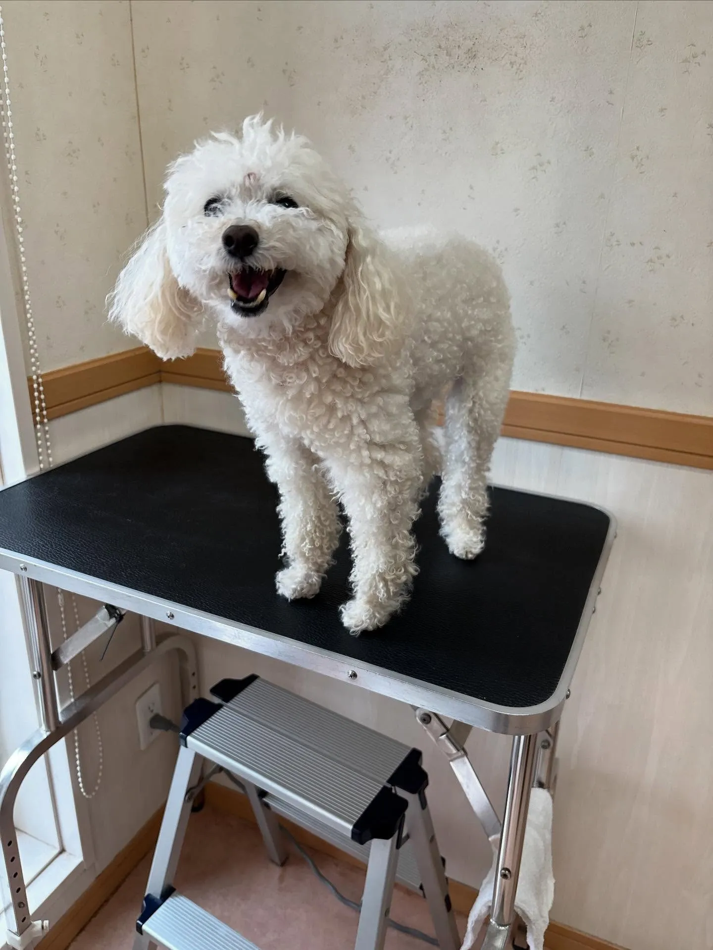 犬のトリミング✂️