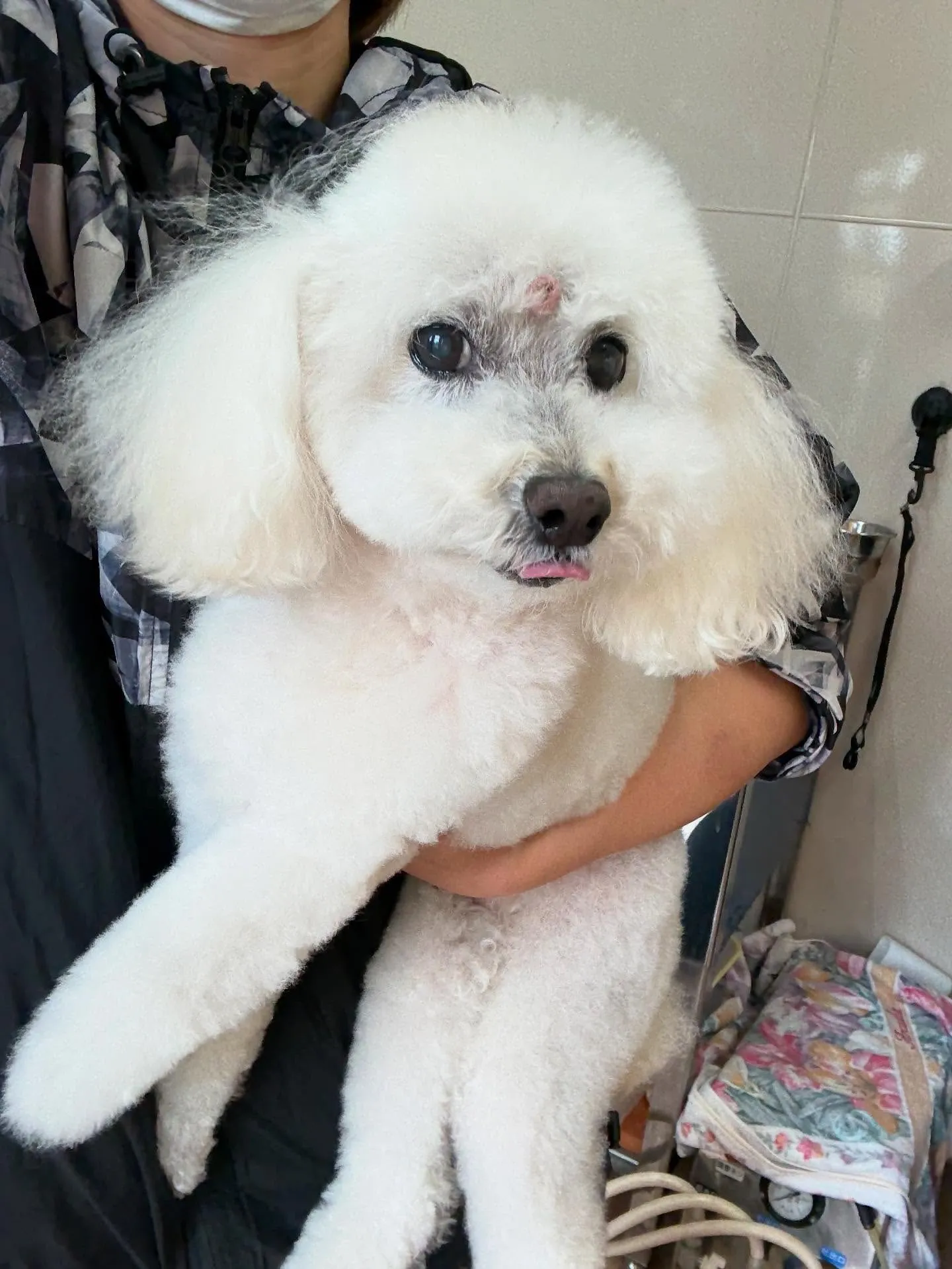 犬のトリミング✂️