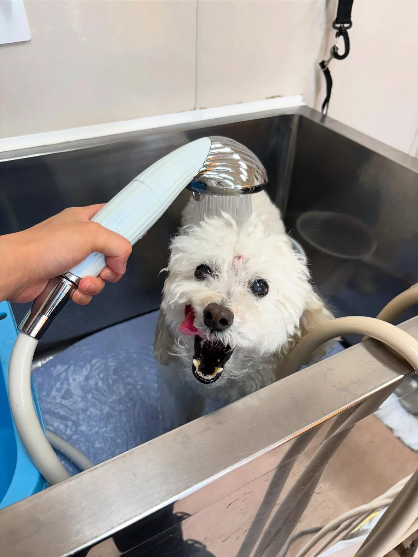 犬のトリミング✂️