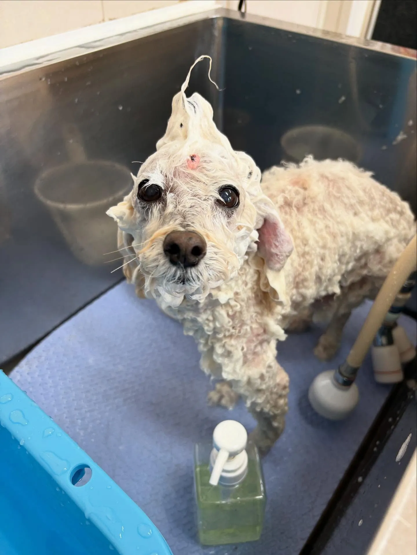 犬のトリミング✂️