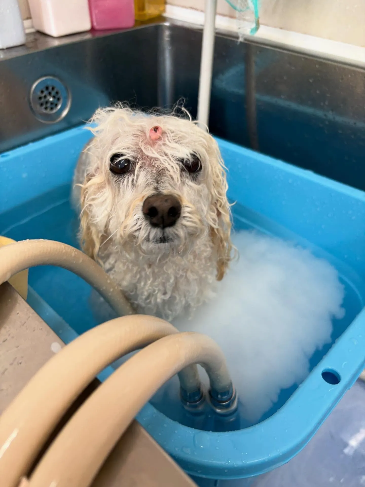 犬のトリミング✂️