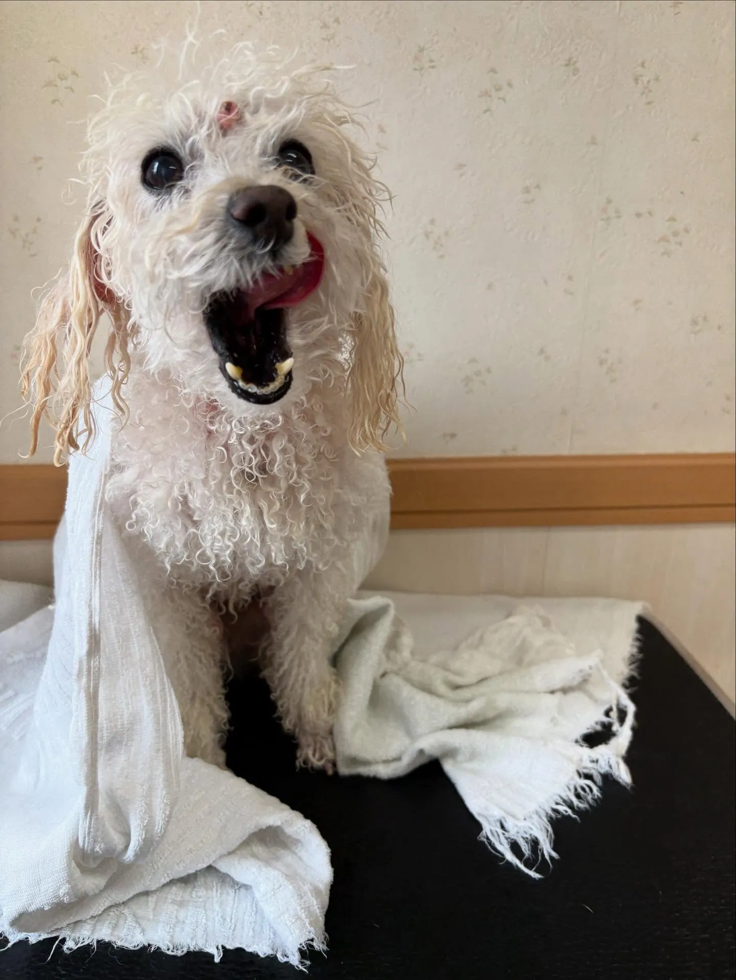 犬のトリミング✂️