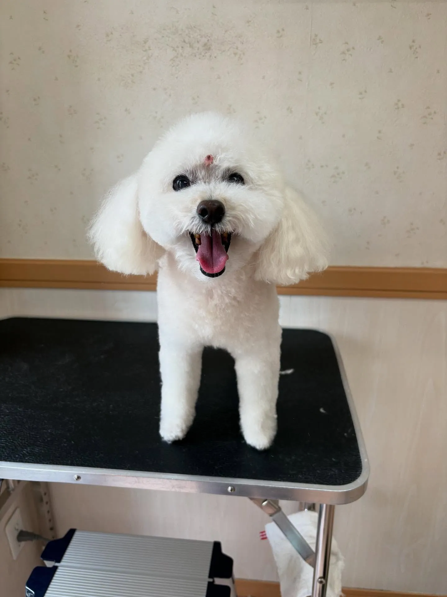 犬のトリミング✂️