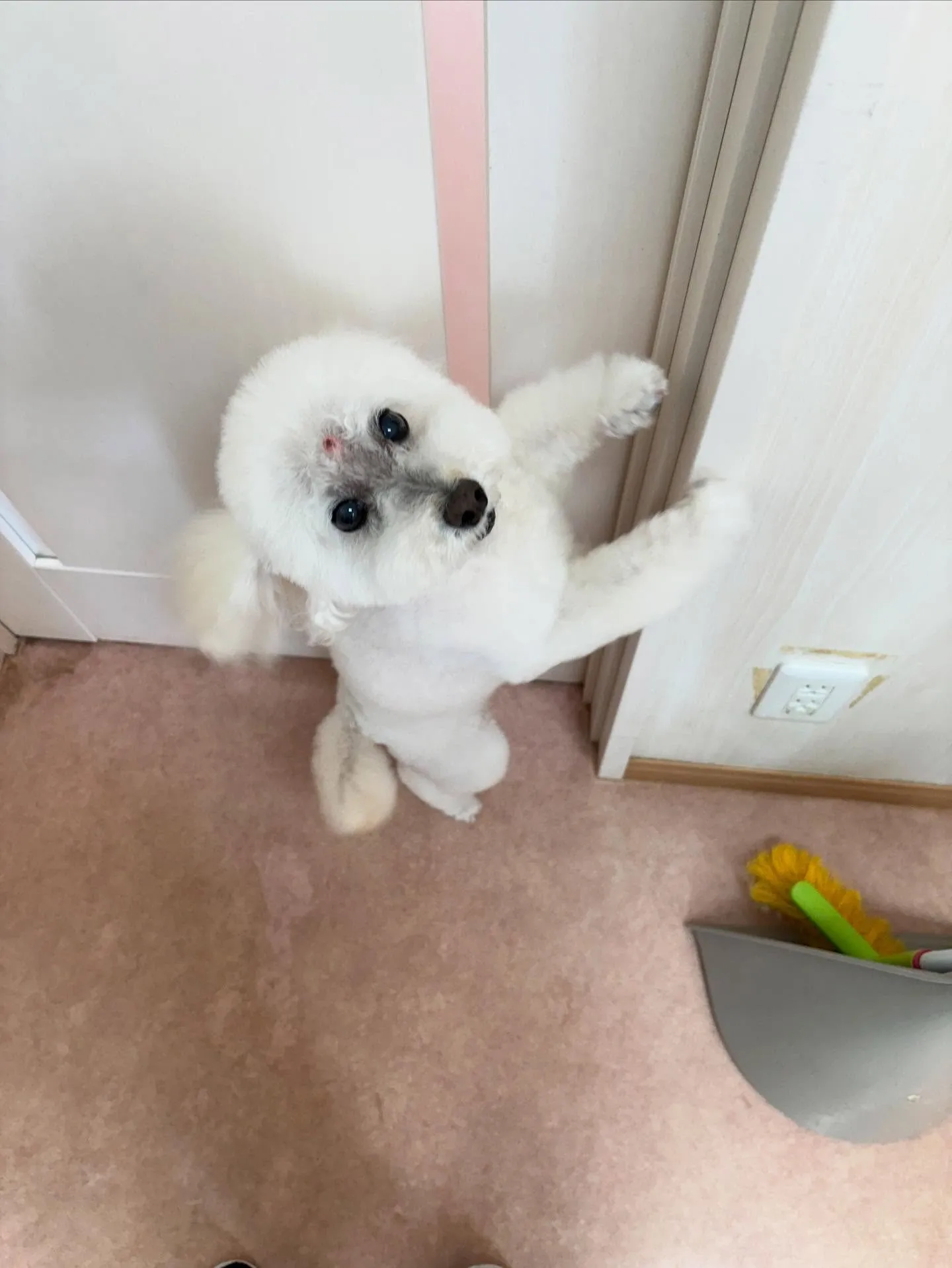 犬のトリミング✂️