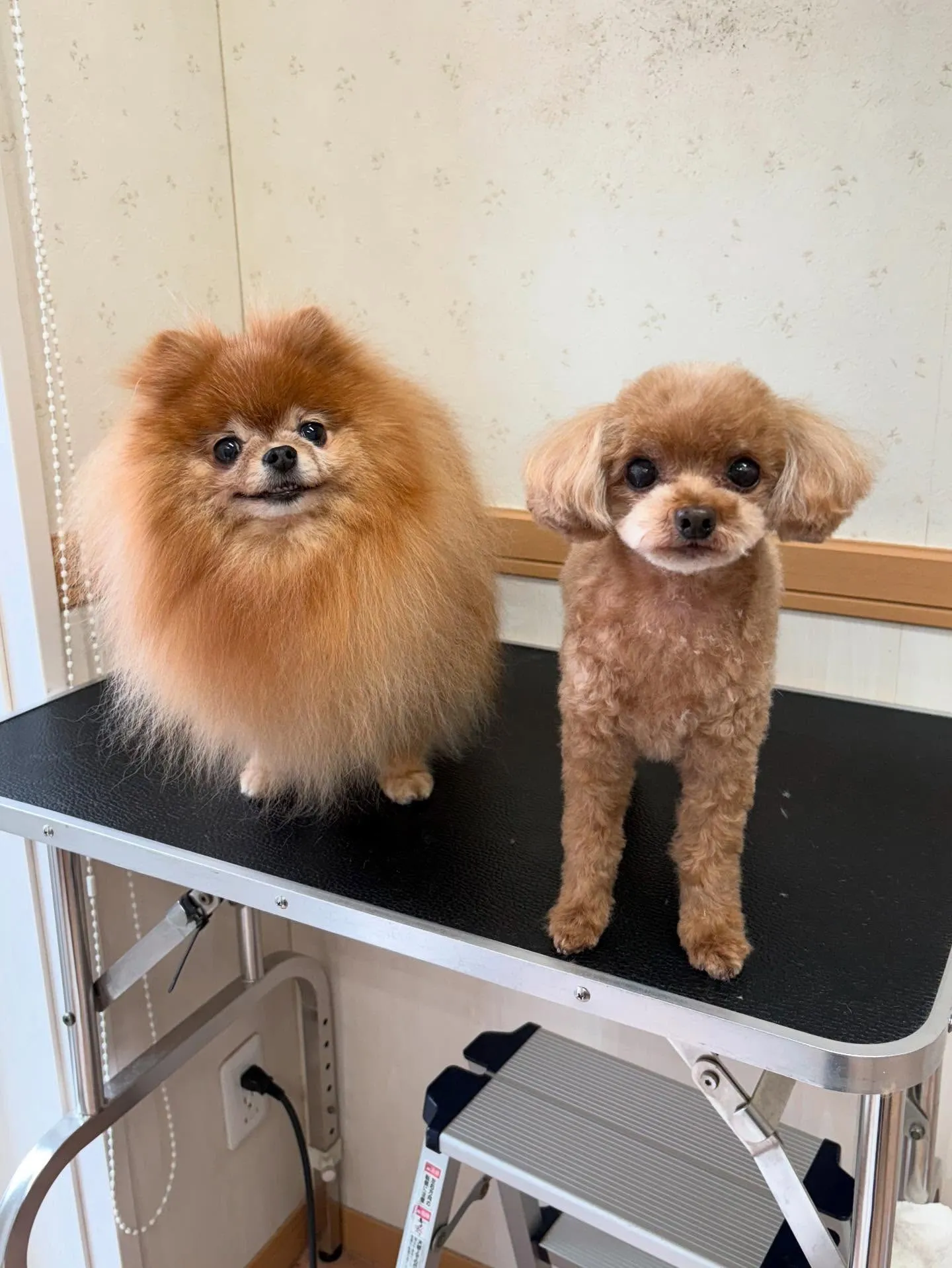 犬のトリミング✂️