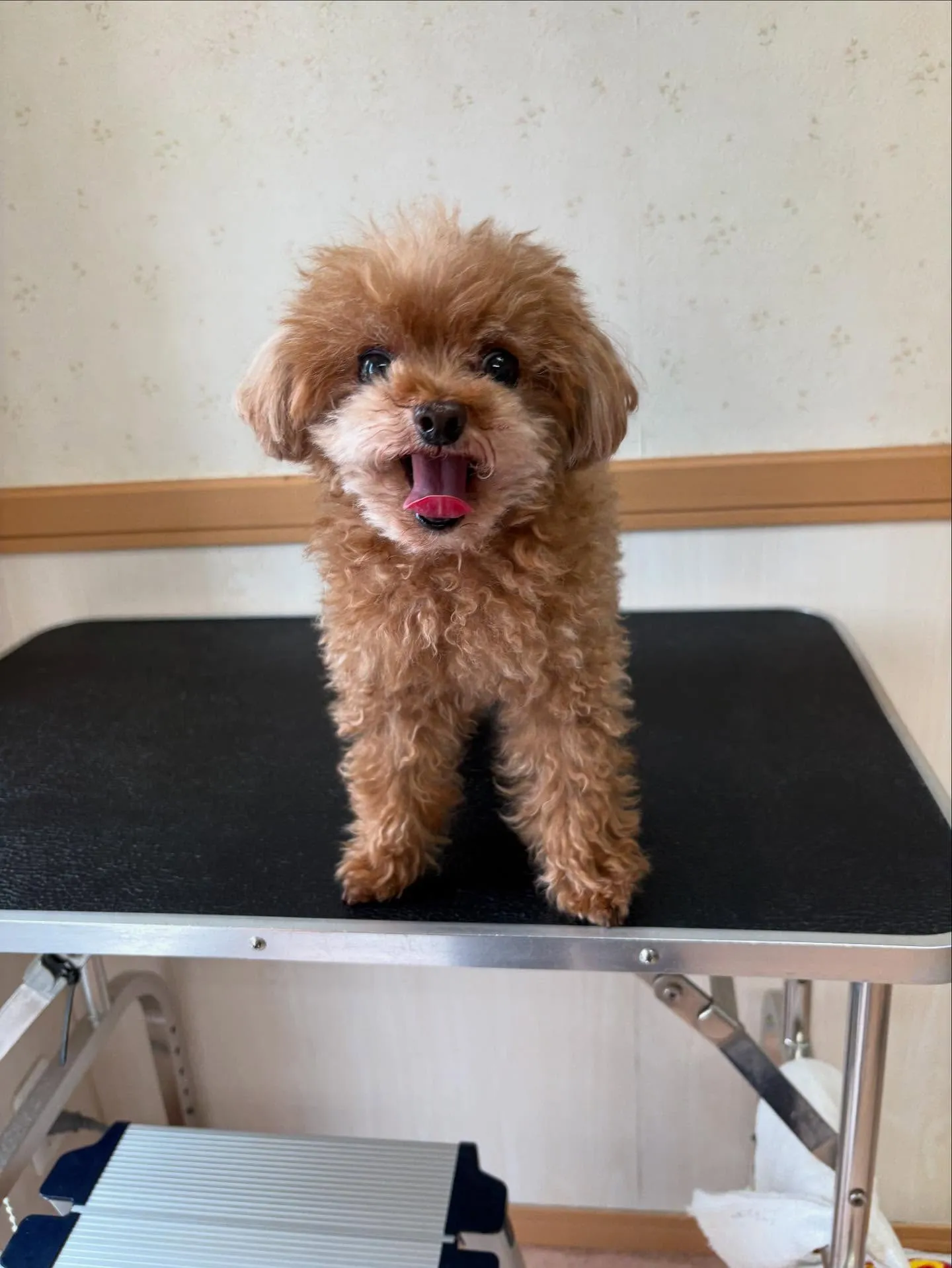 犬のトリミング✂️