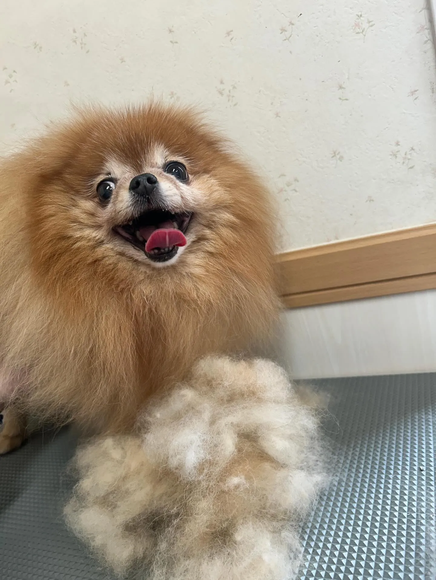 犬のトリミング✂️