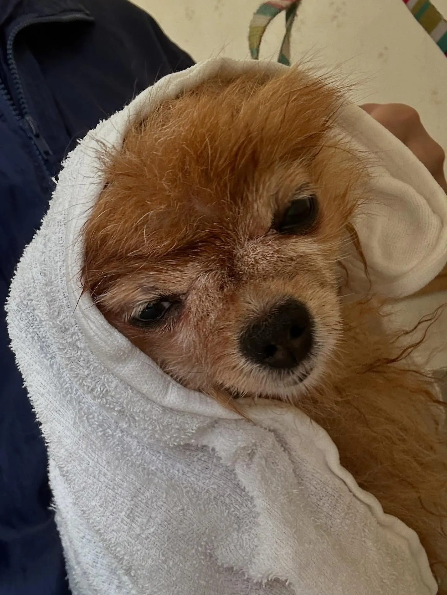 犬のトリミング✂️