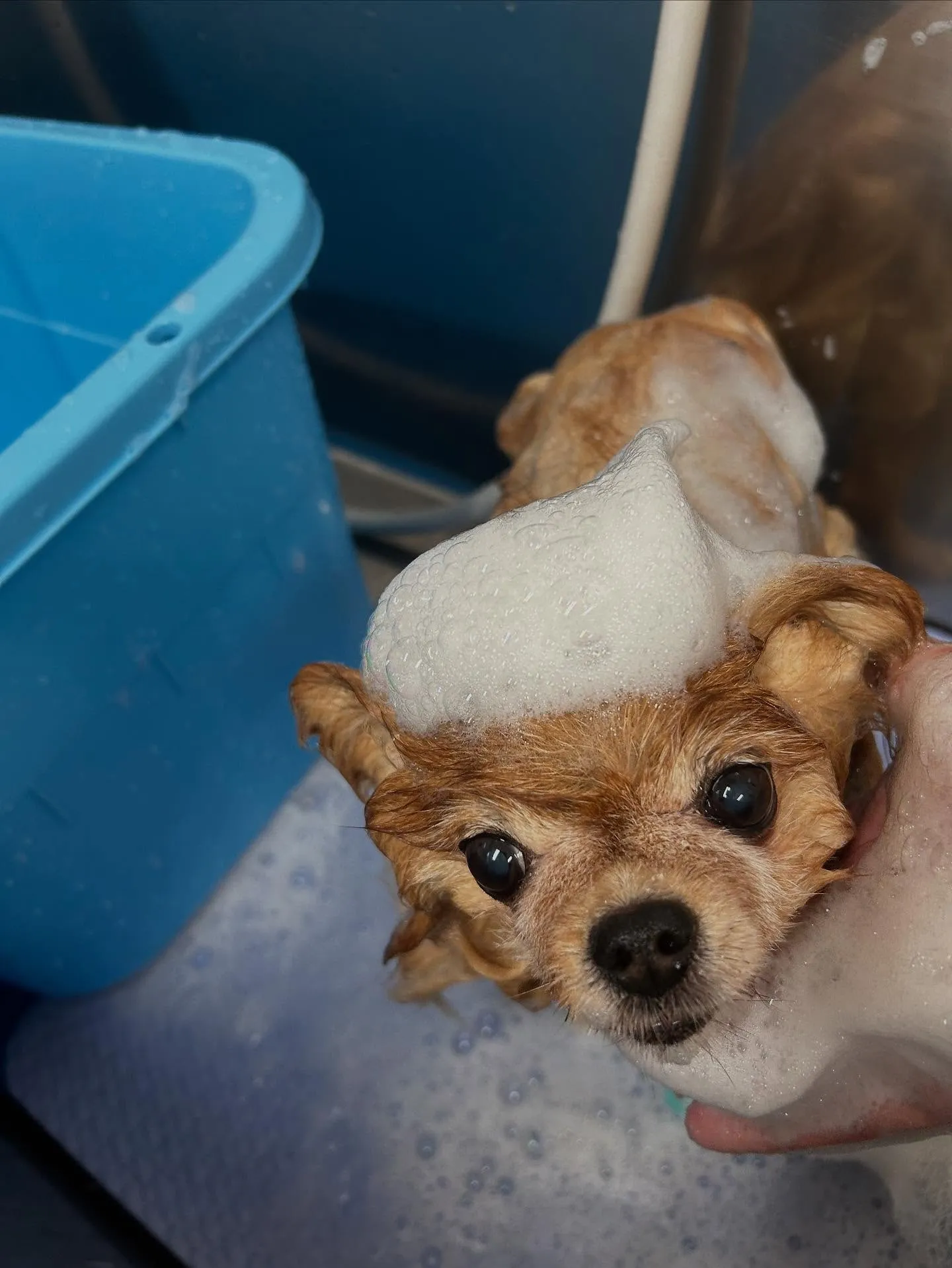 犬のトリミング✂️