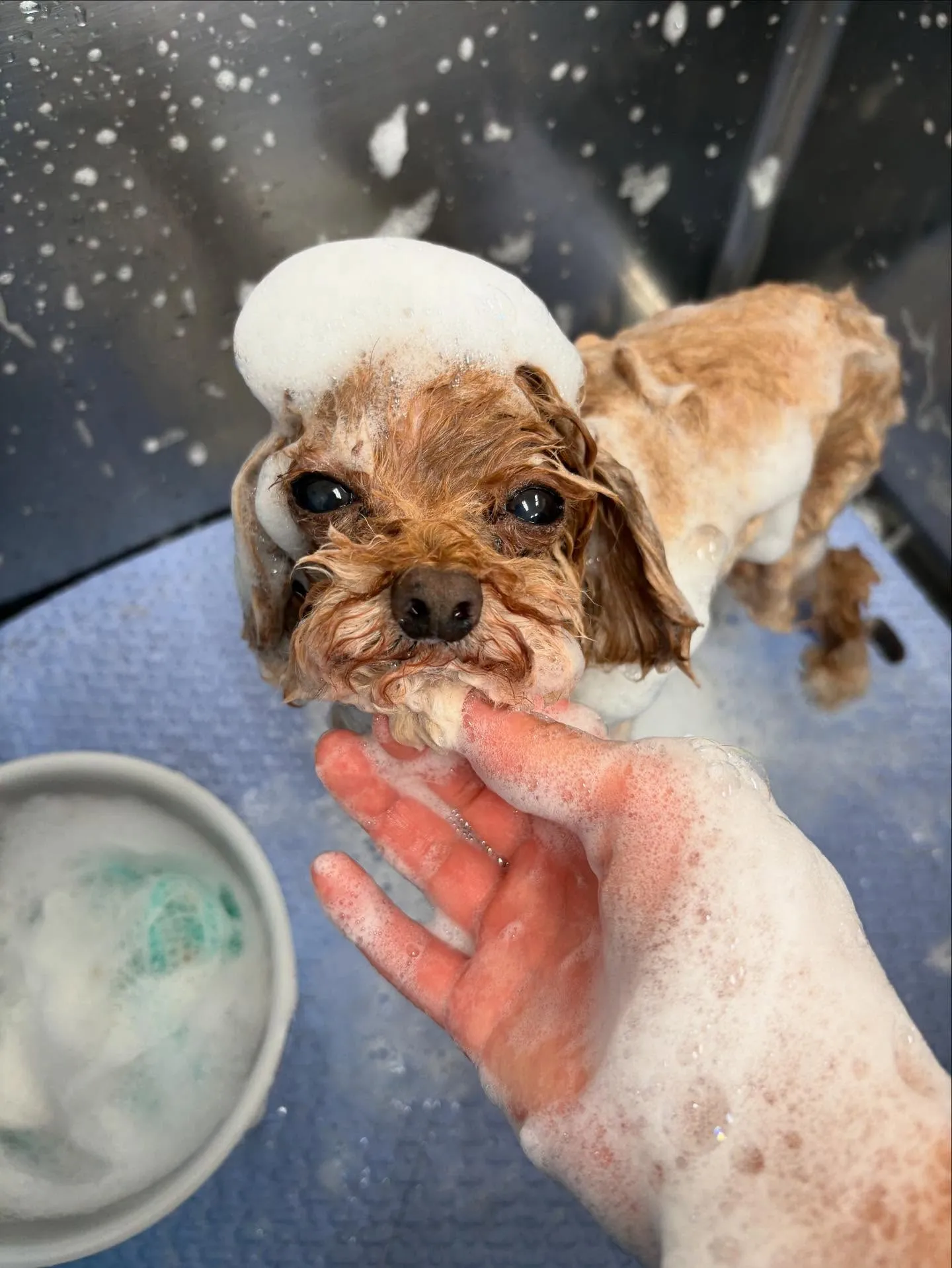 犬のトリミング✂️