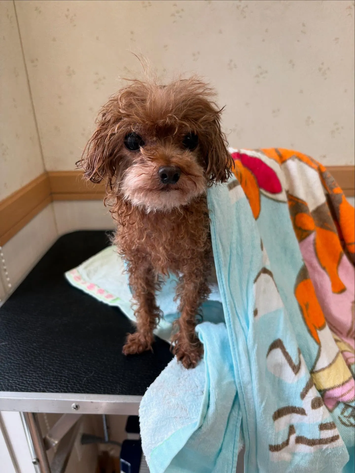 犬のトリミング✂️