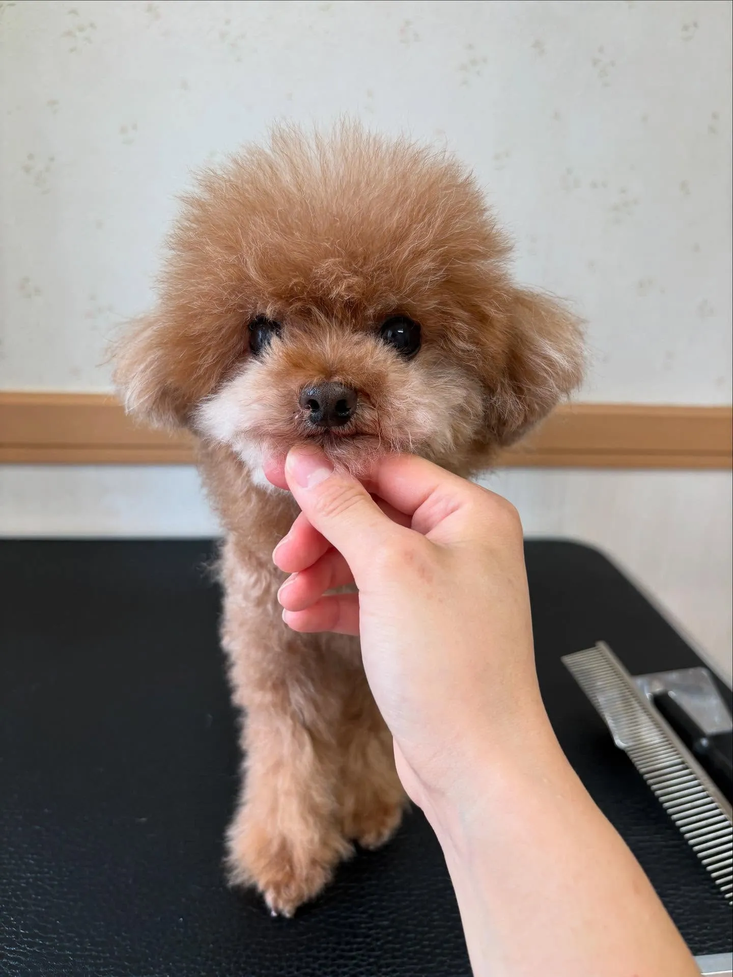 犬のトリミング✂️