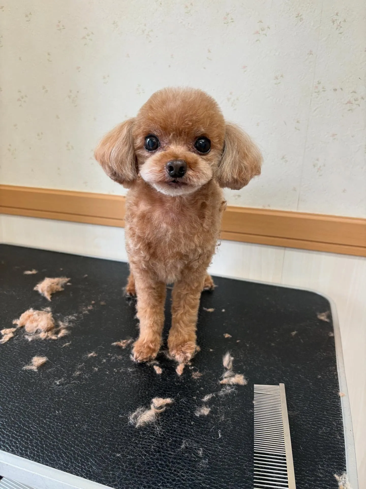 犬のトリミング✂️