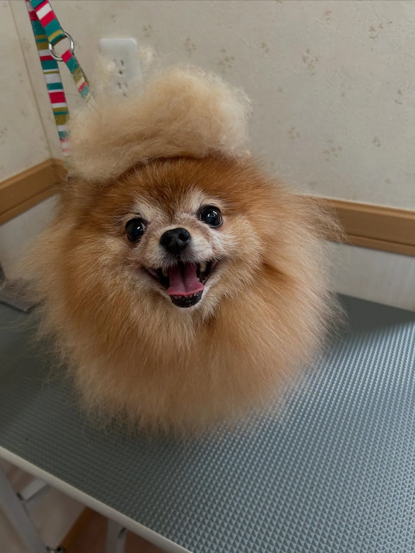 犬のトリミング✂️