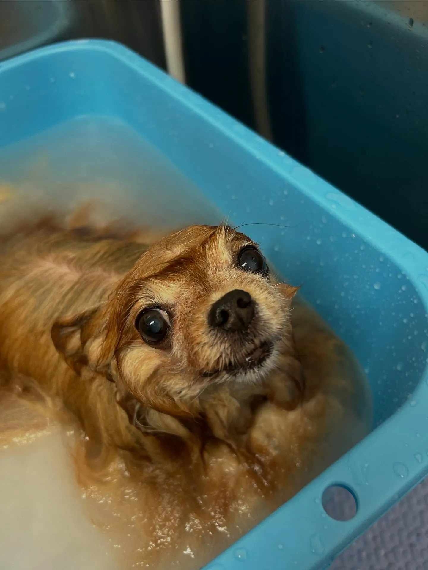 犬のトリミング✂️