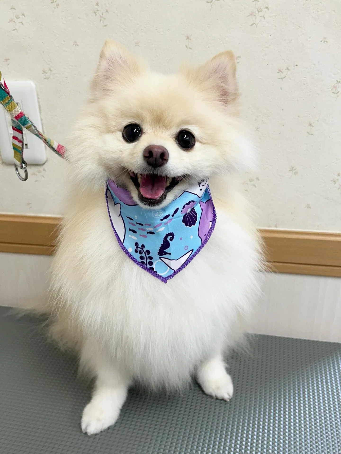 犬のシャンプー🫧