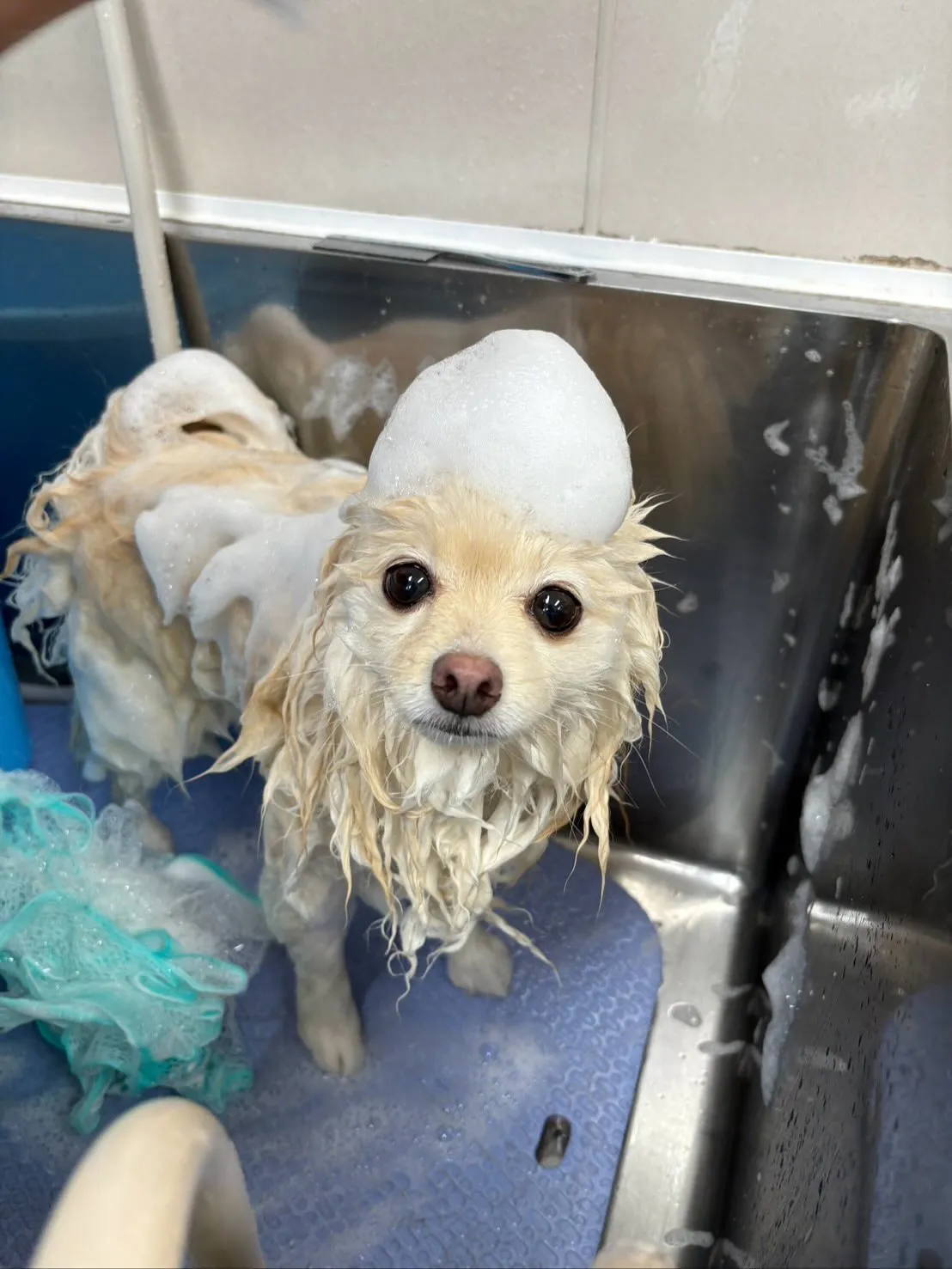 犬のシャンプー🫧