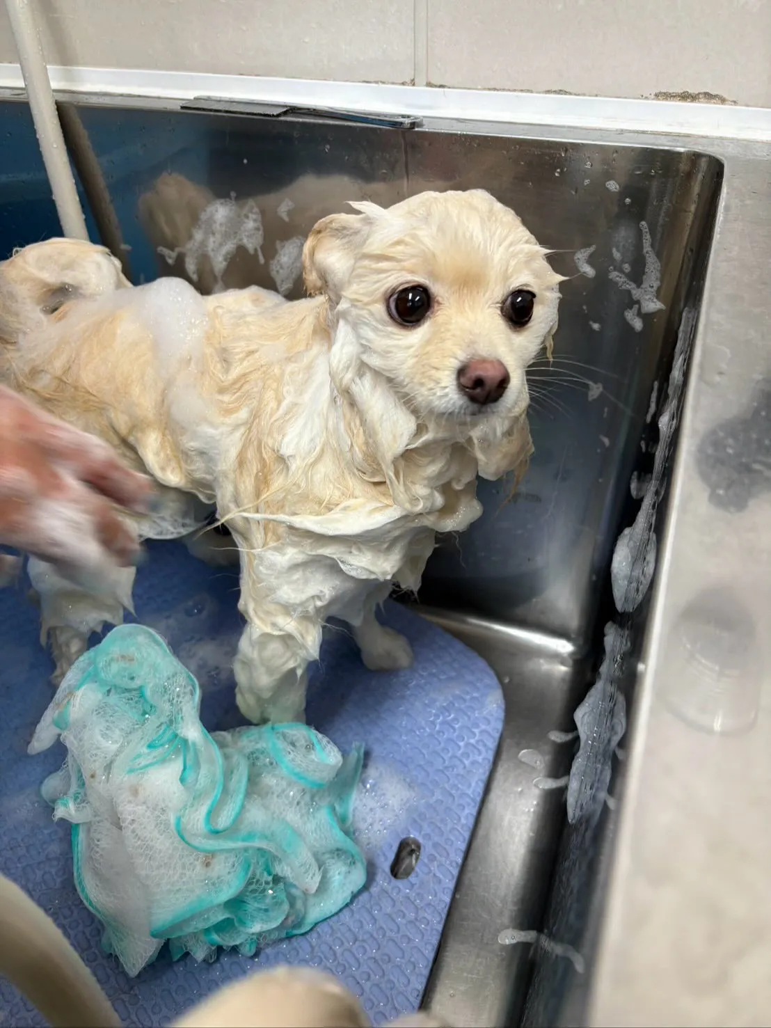犬のシャンプー🫧