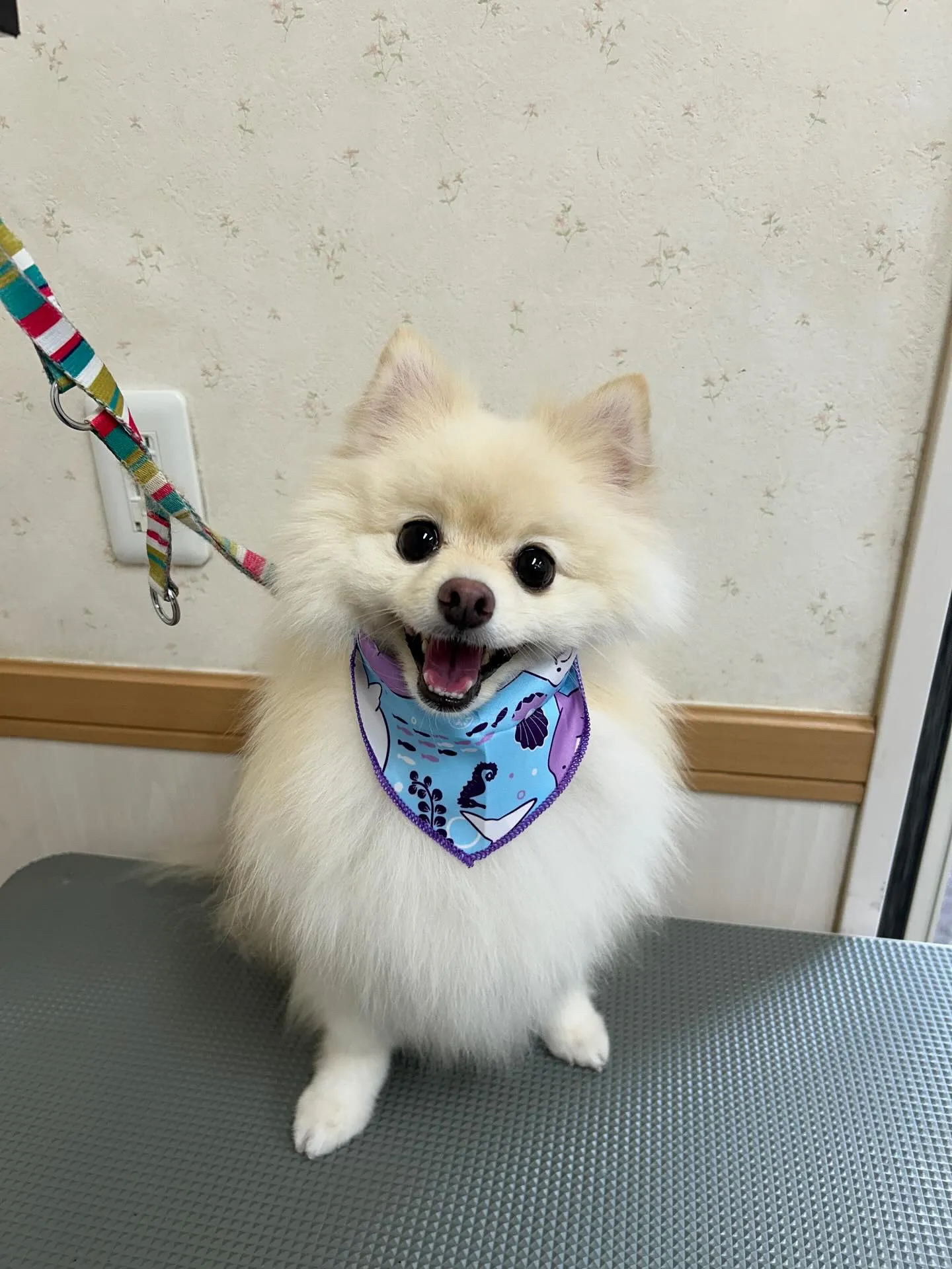 犬のシャンプー🫧