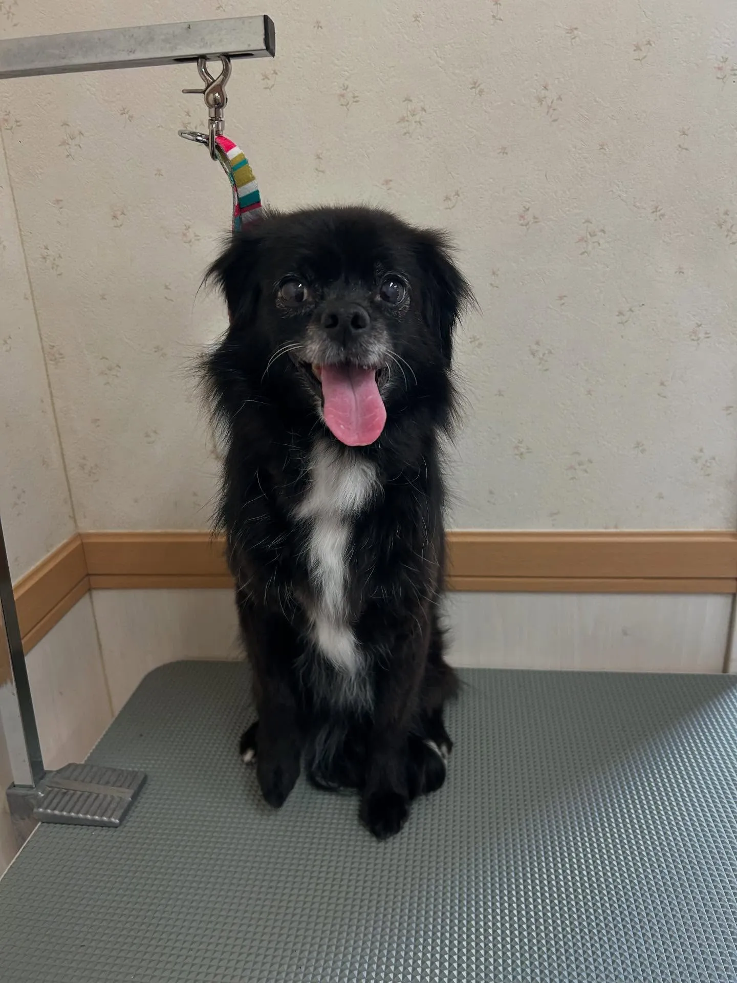 犬のシャンプー🫧