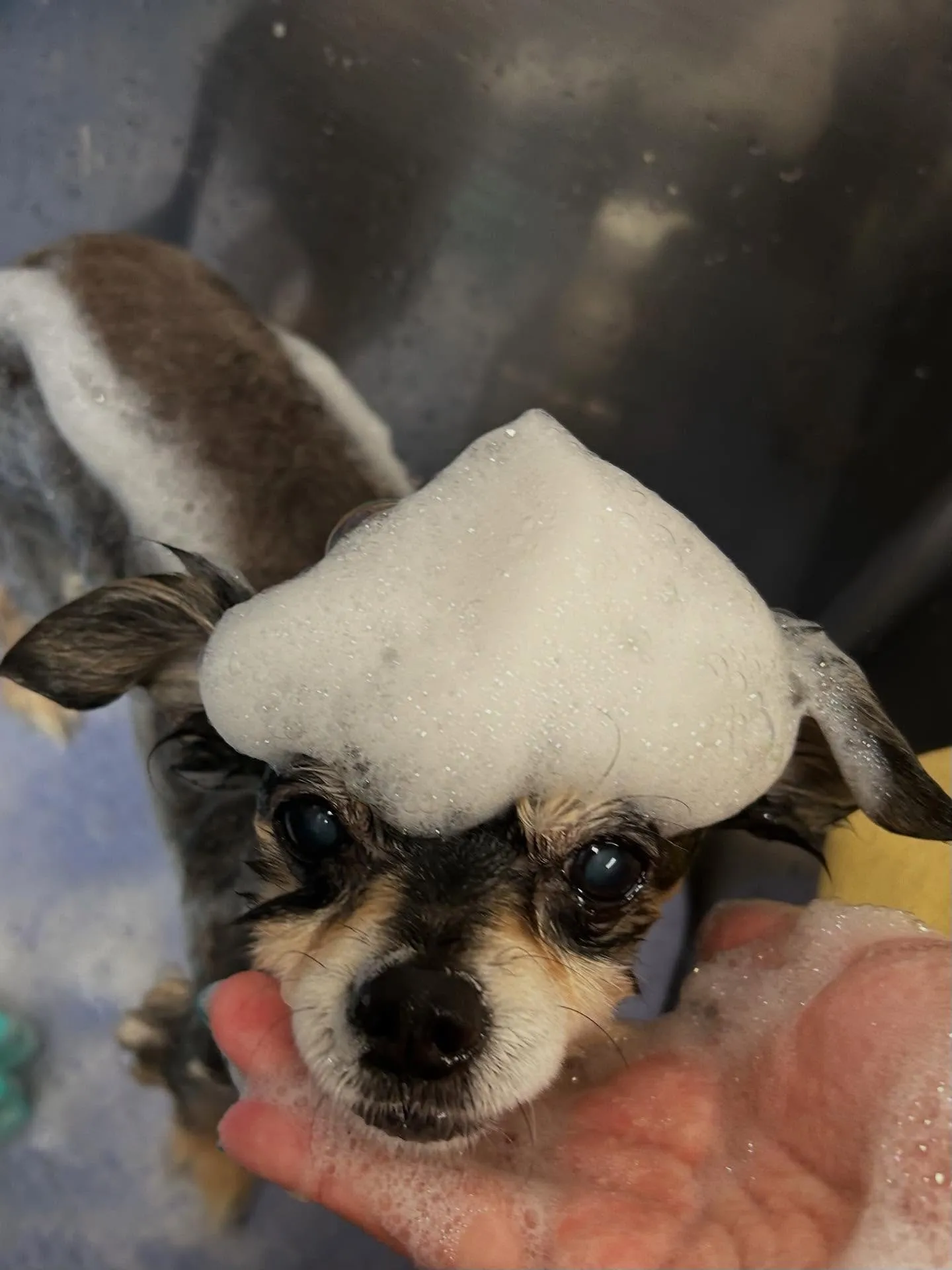 犬のシャンプー🫧