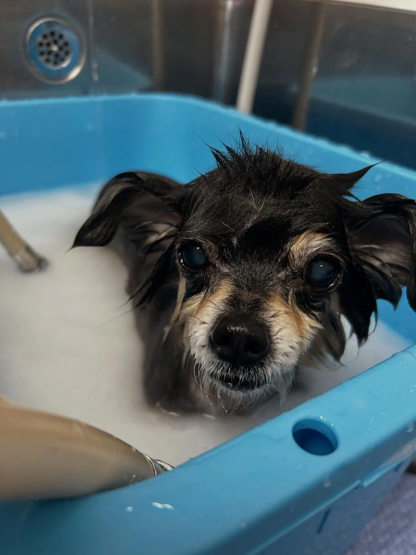 犬のシャンプー🫧
