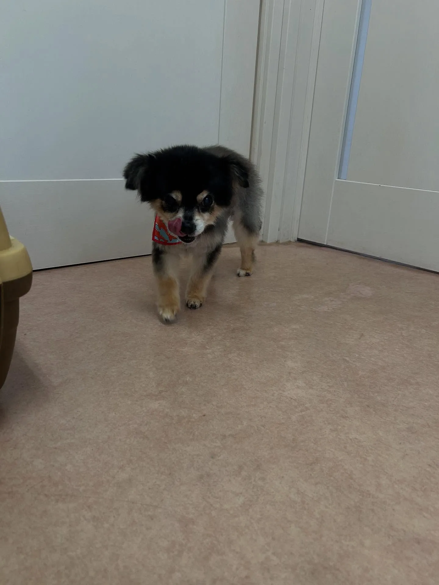 犬のシャンプー🫧