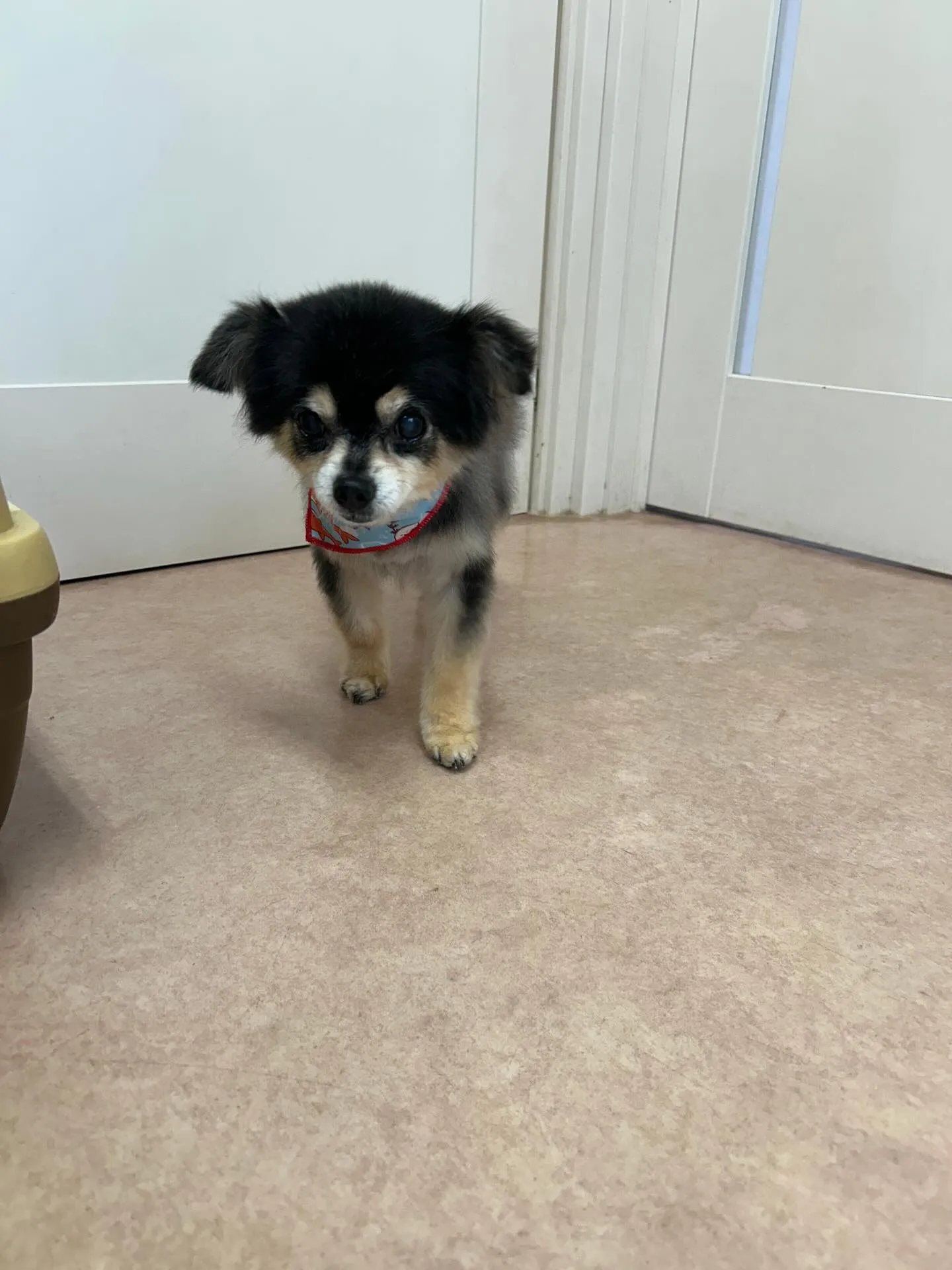 犬のシャンプー🫧