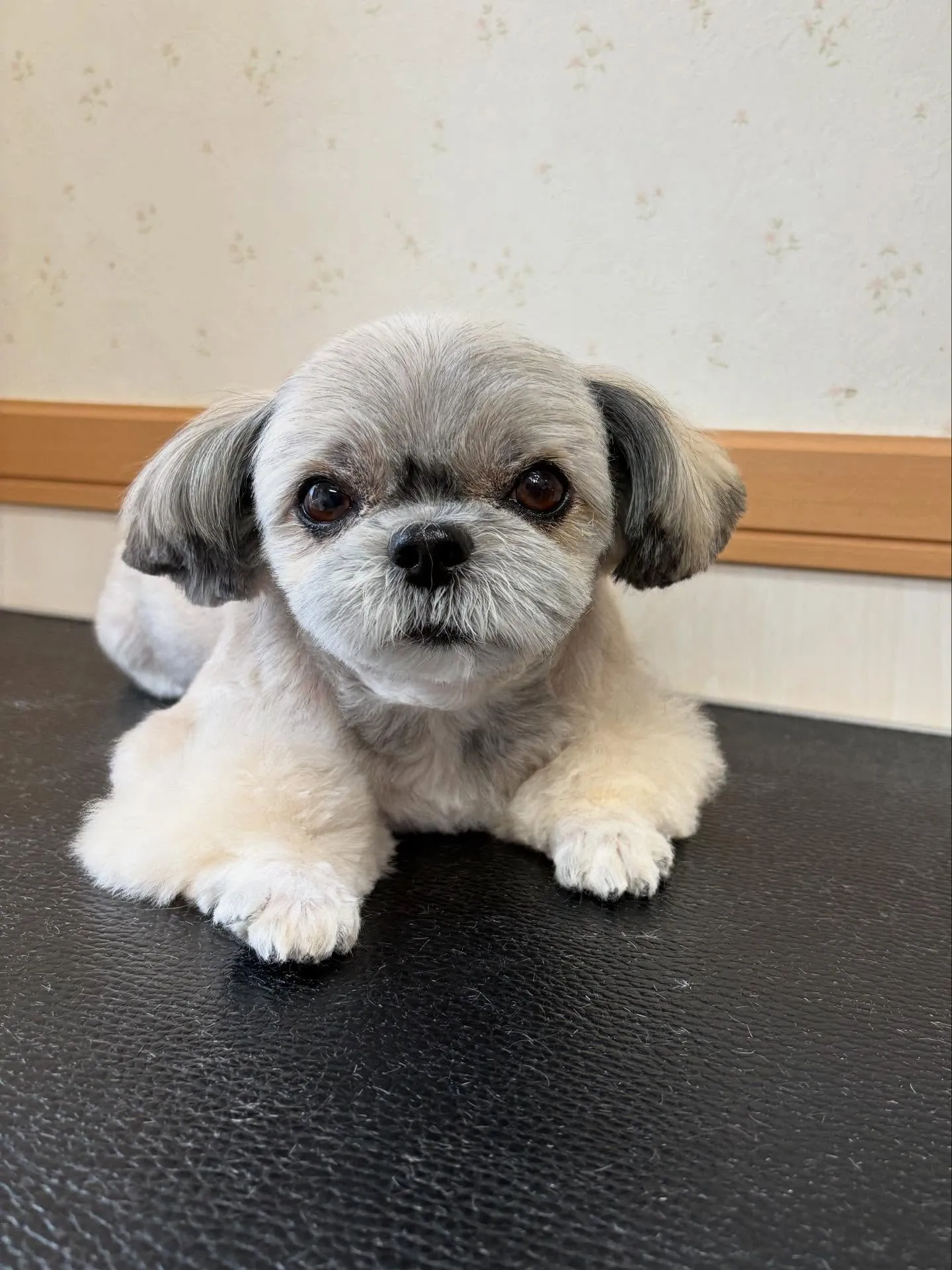 犬のトリミング✂️