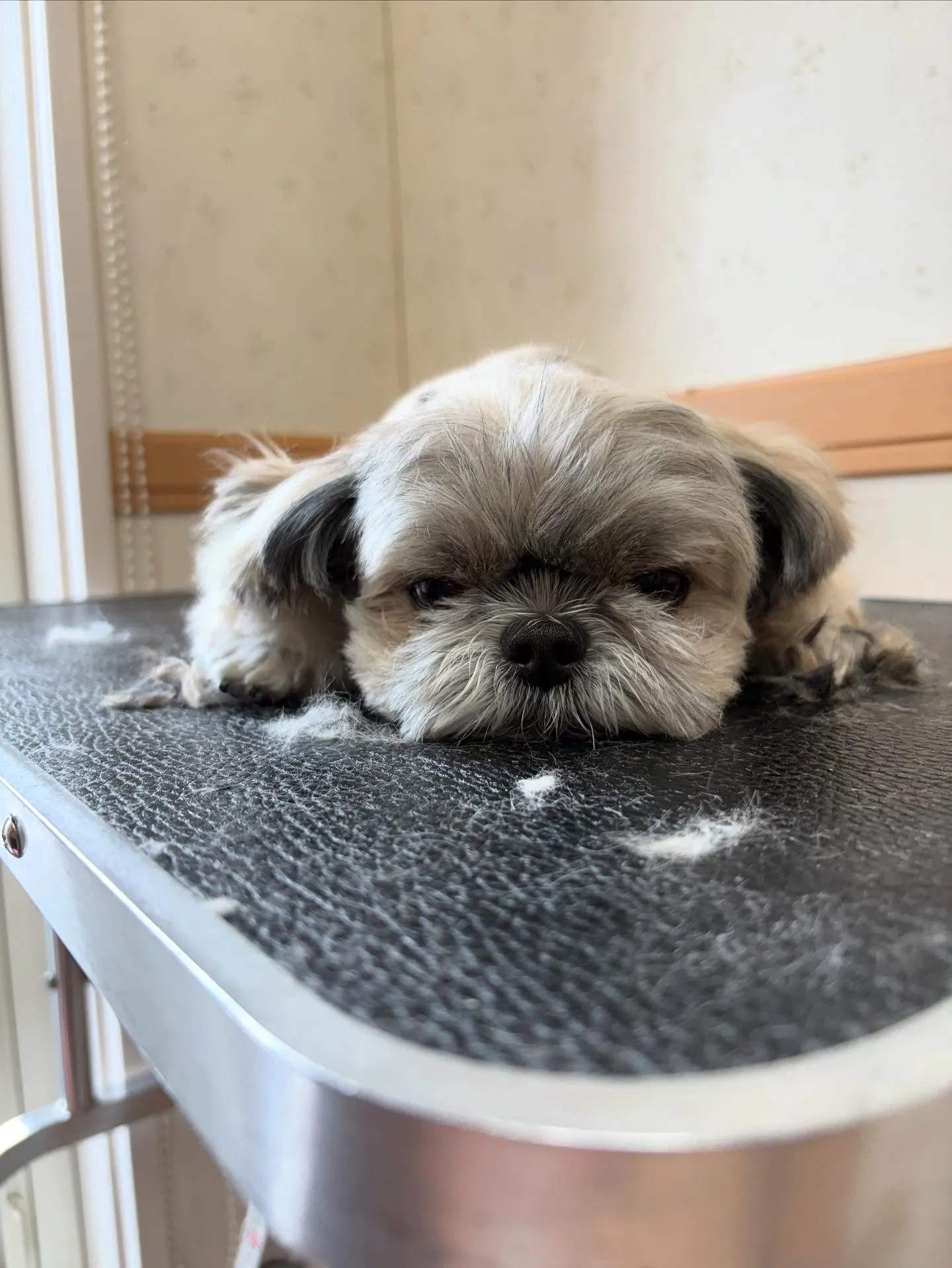 犬のトリミング✂️
