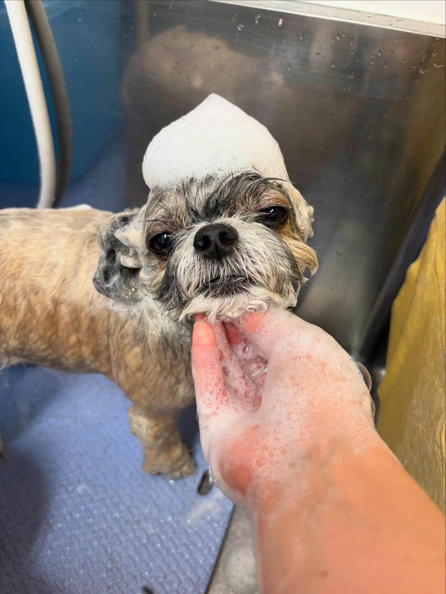 犬のトリミング✂️
