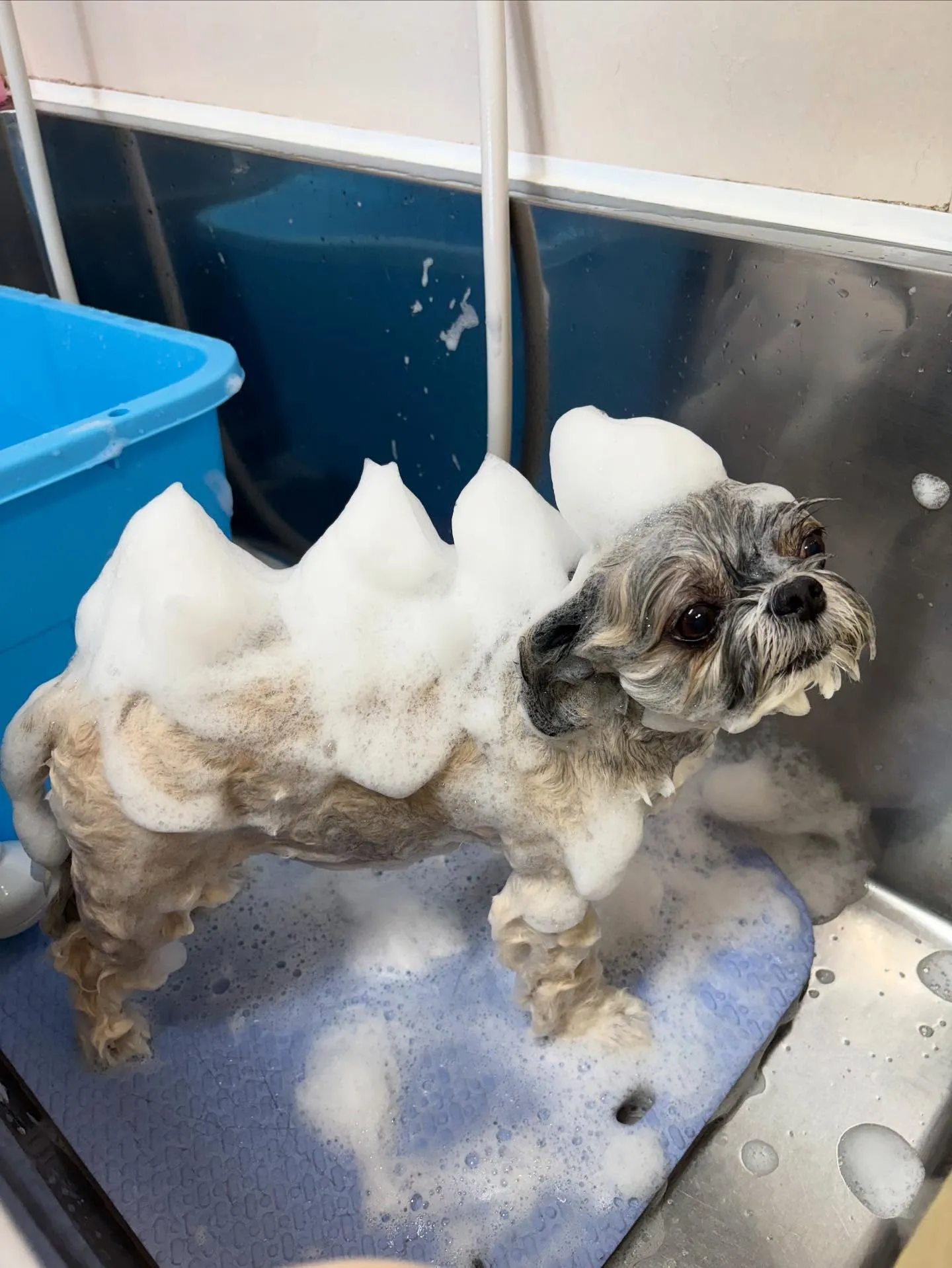 犬のトリミング✂️