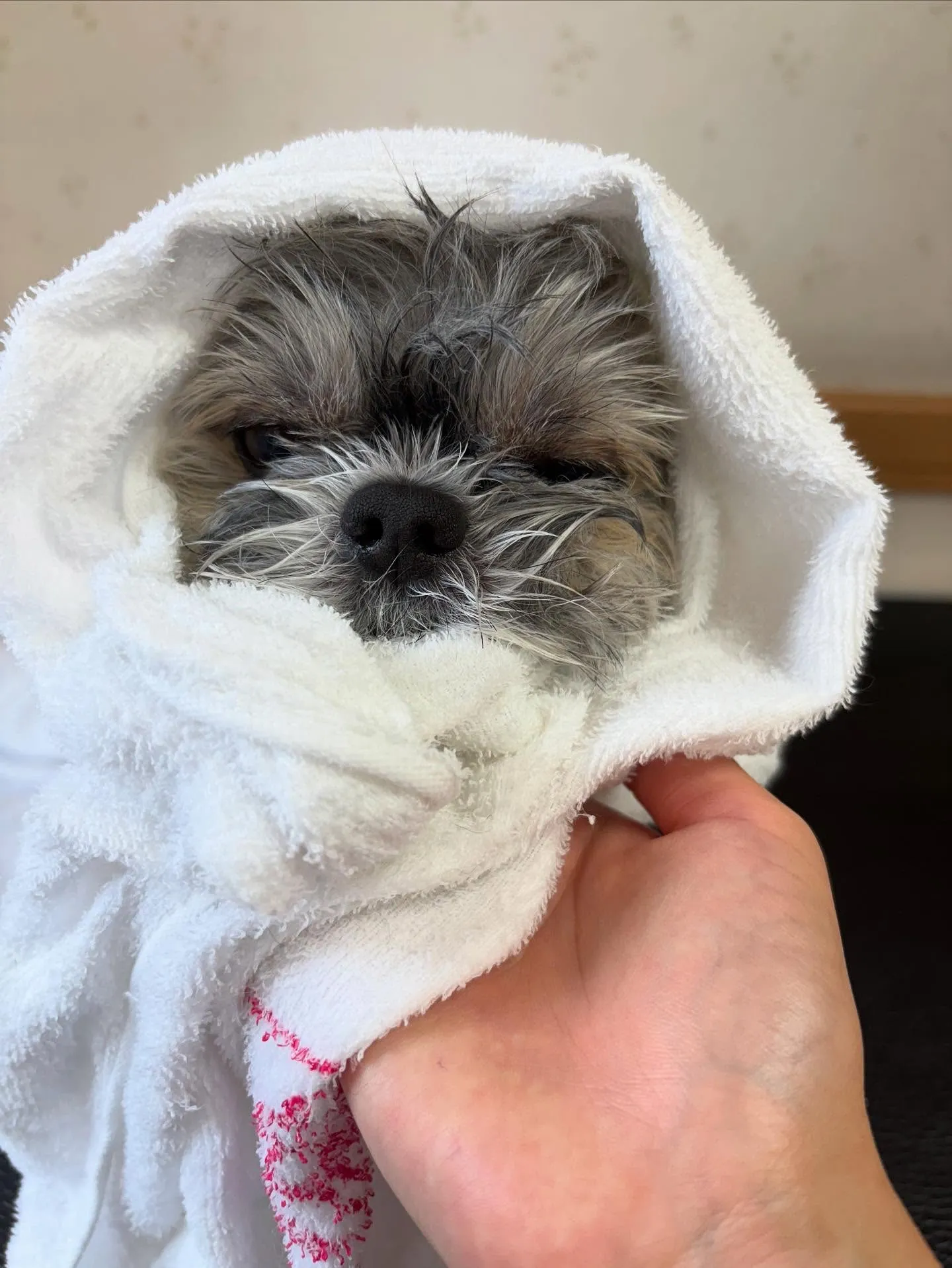 犬のトリミング✂️