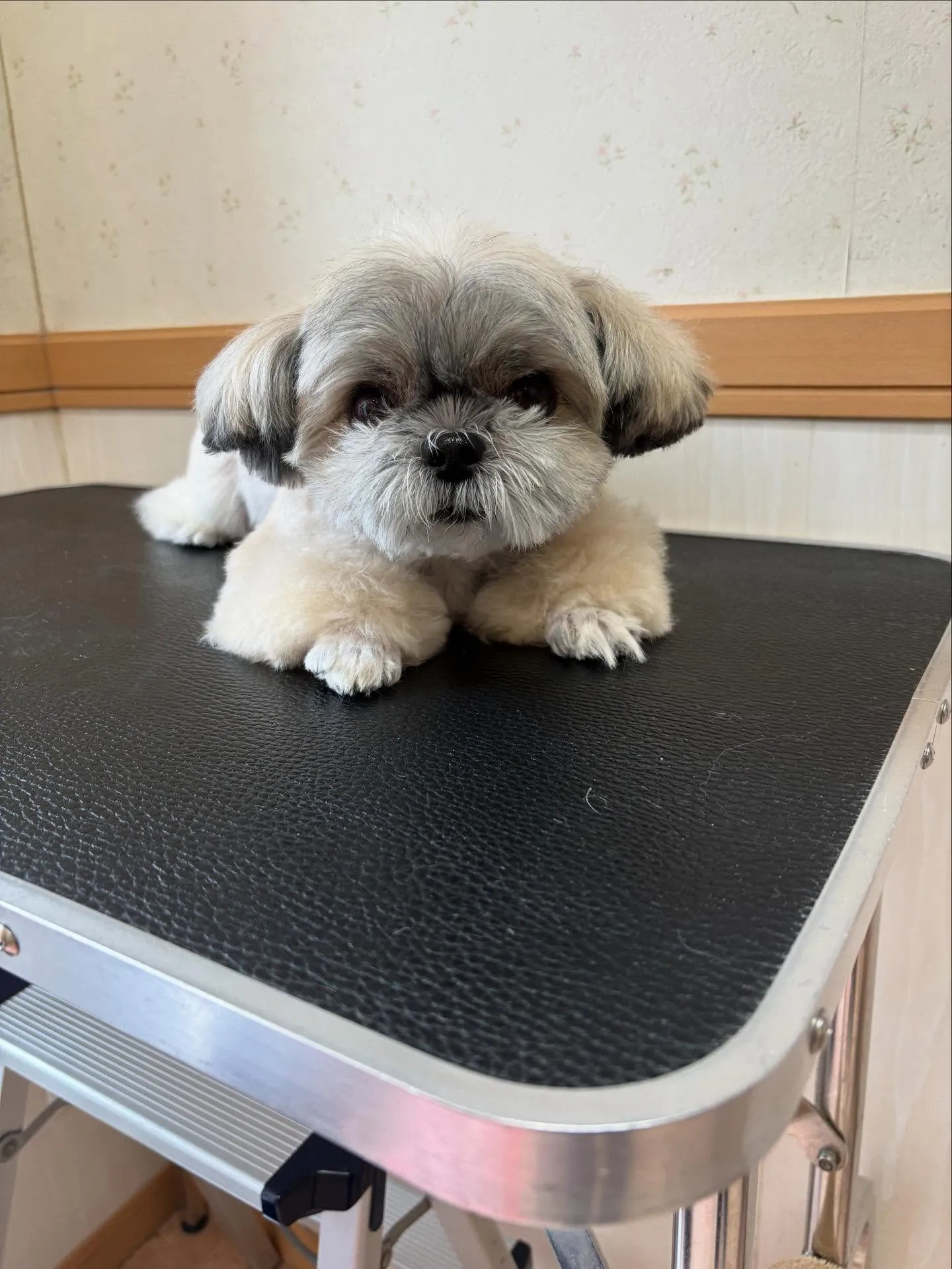 犬のトリミング✂️
