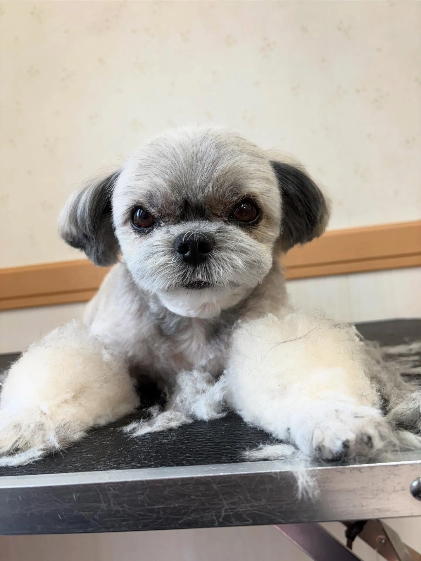 犬のトリミング✂️