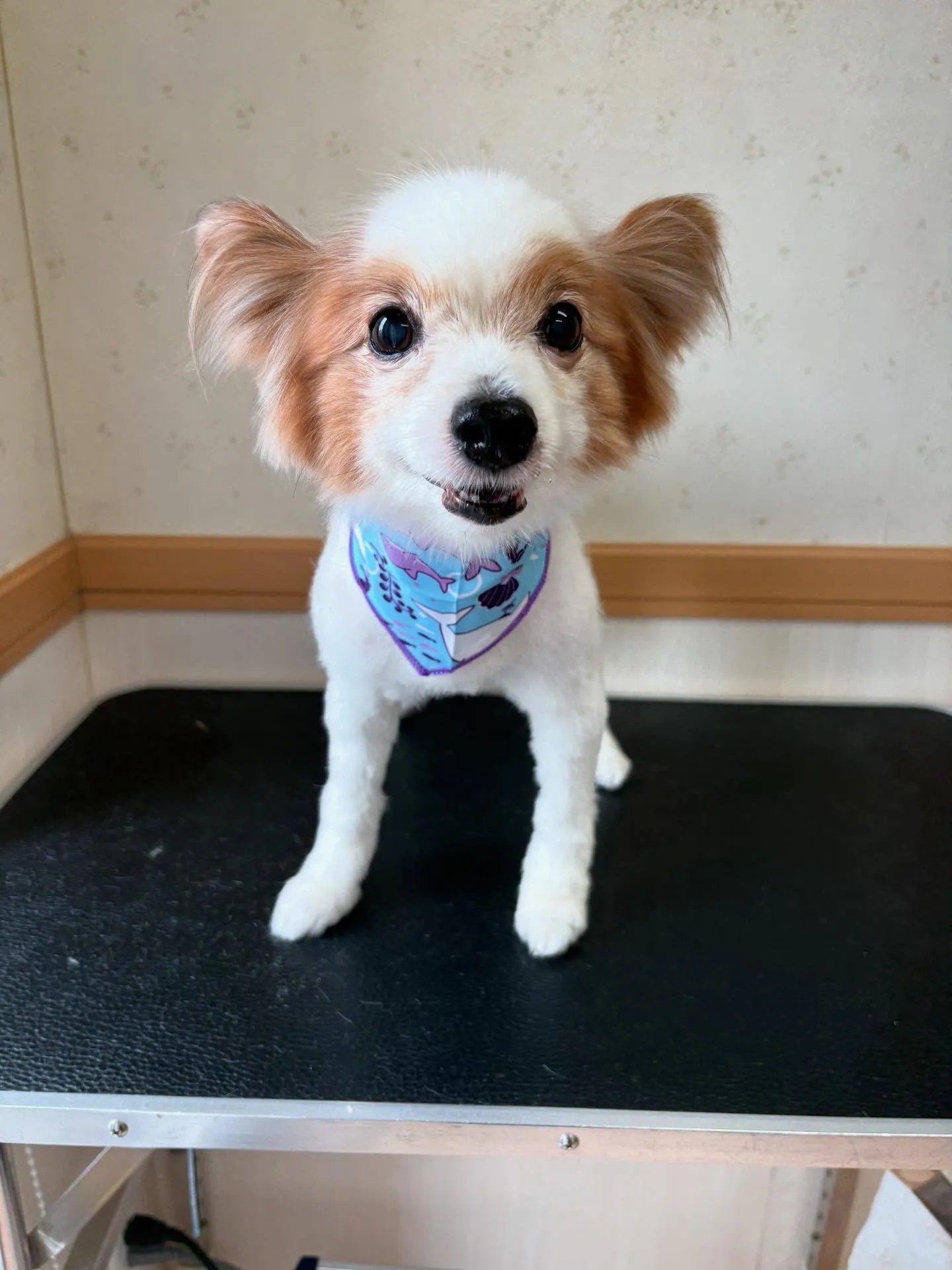 犬のトリミング✂️