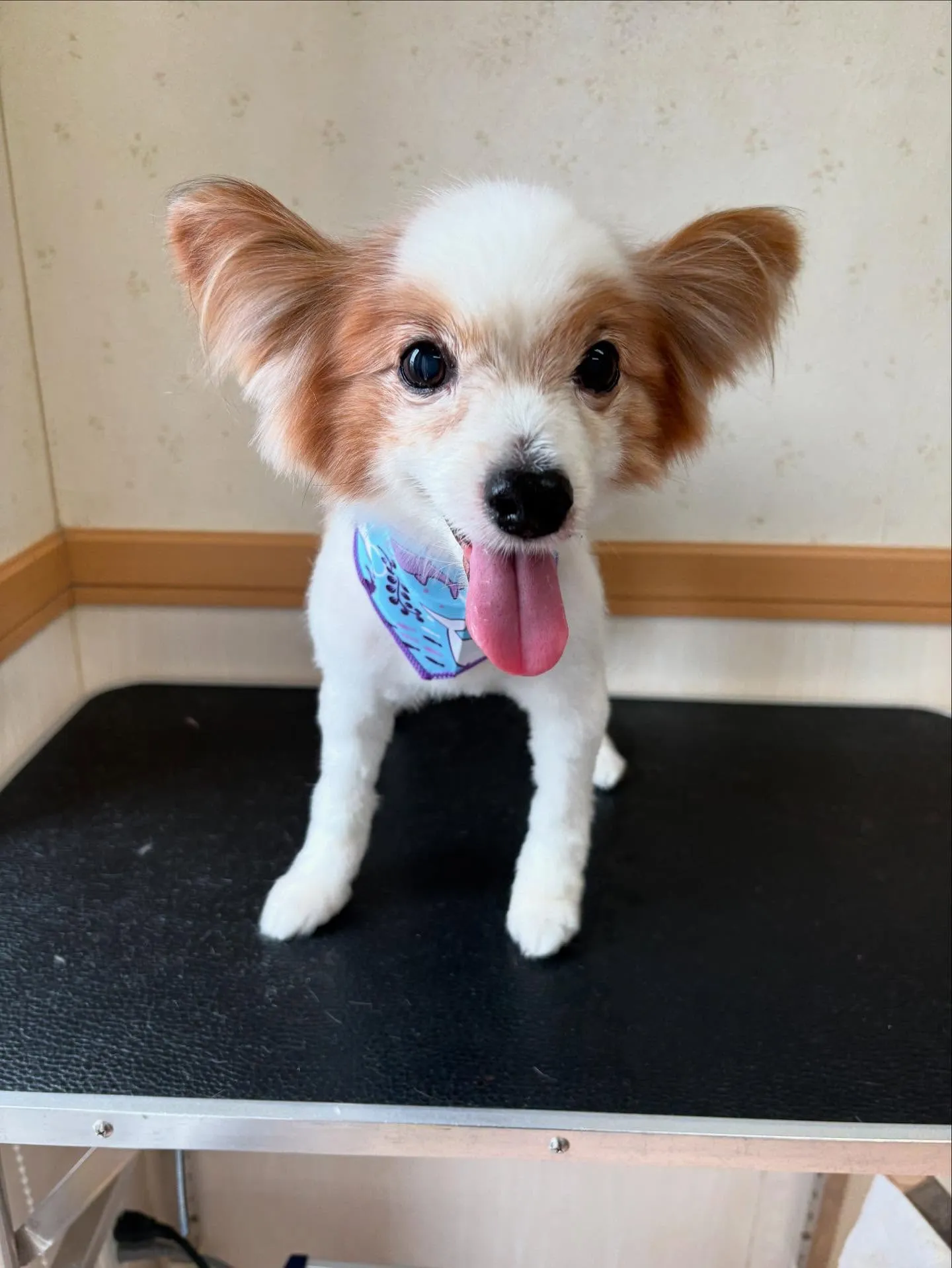 犬のトリミング✂️