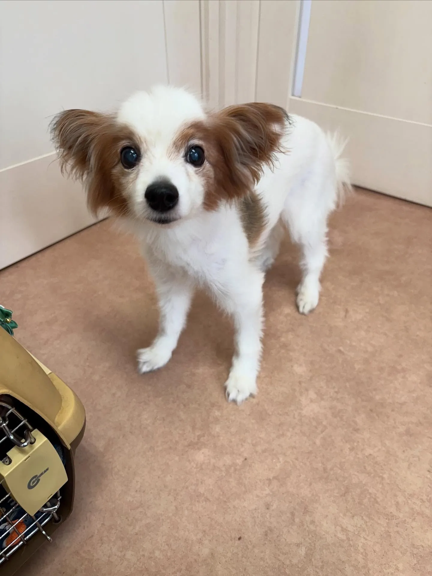 犬のトリミング✂️