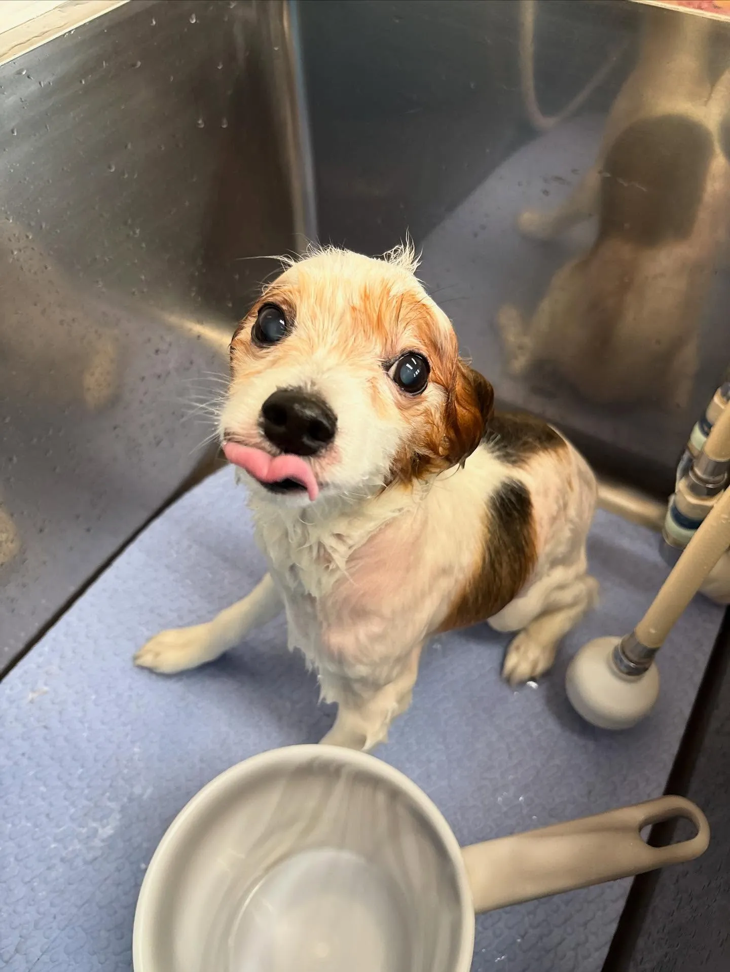 犬のトリミング✂️