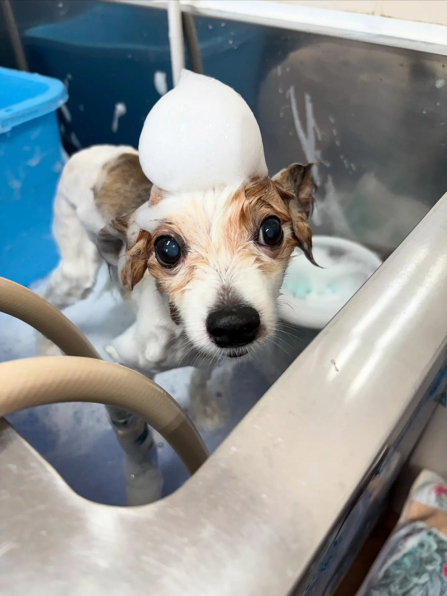 犬のトリミング✂️
