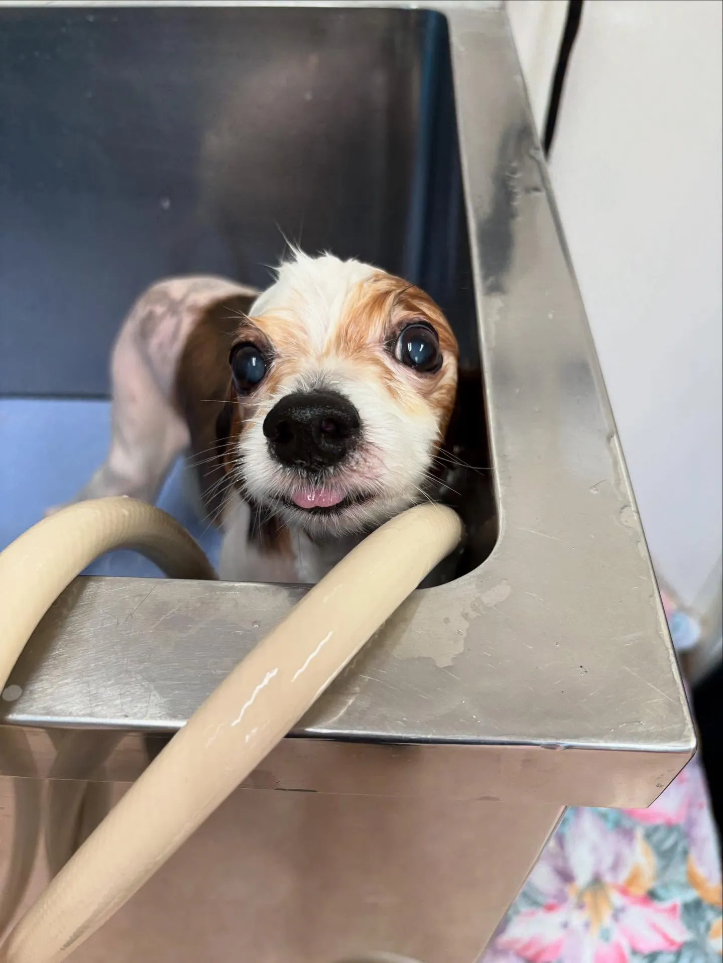 犬のトリミング✂️