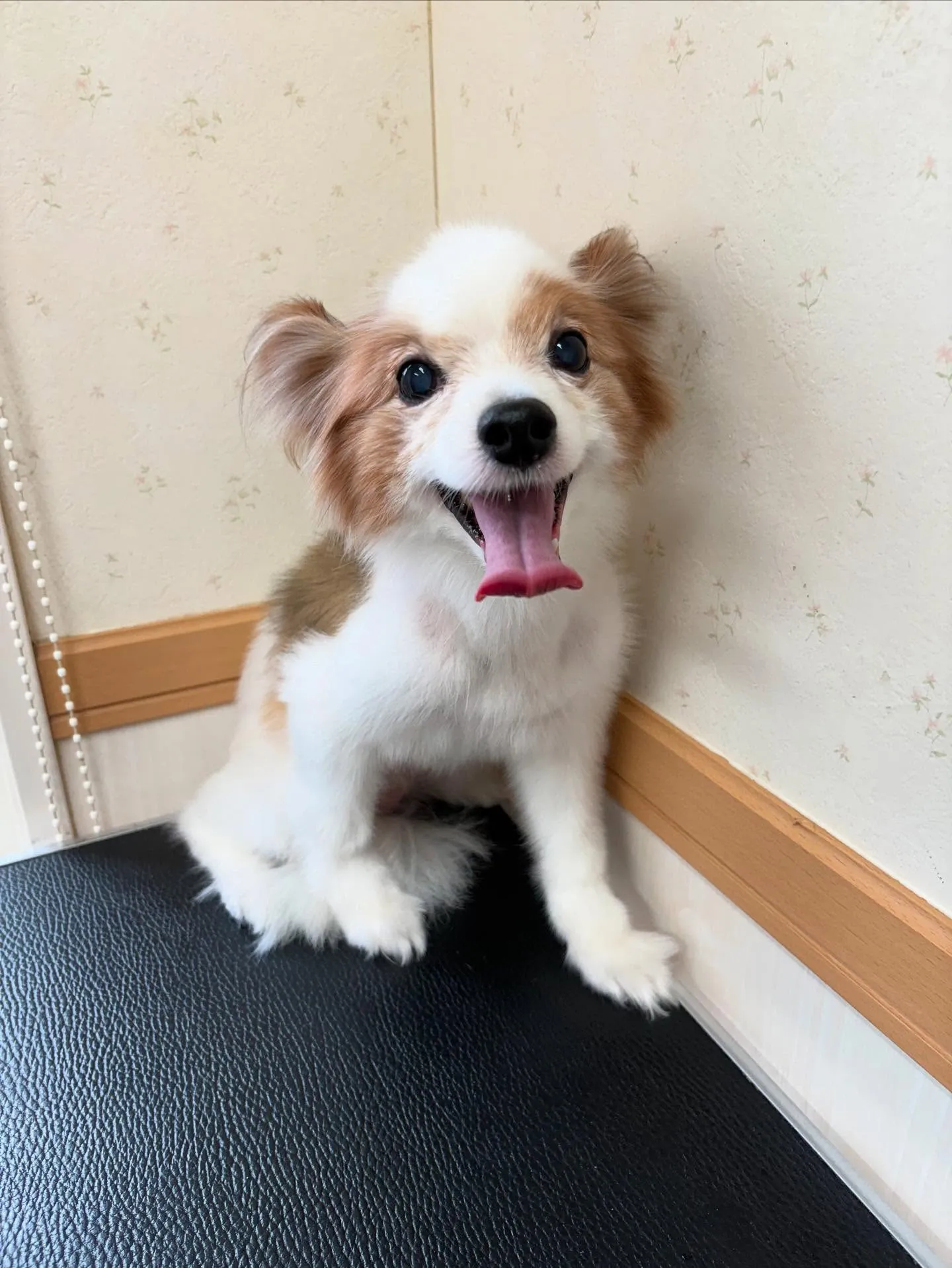 犬のトリミング✂️