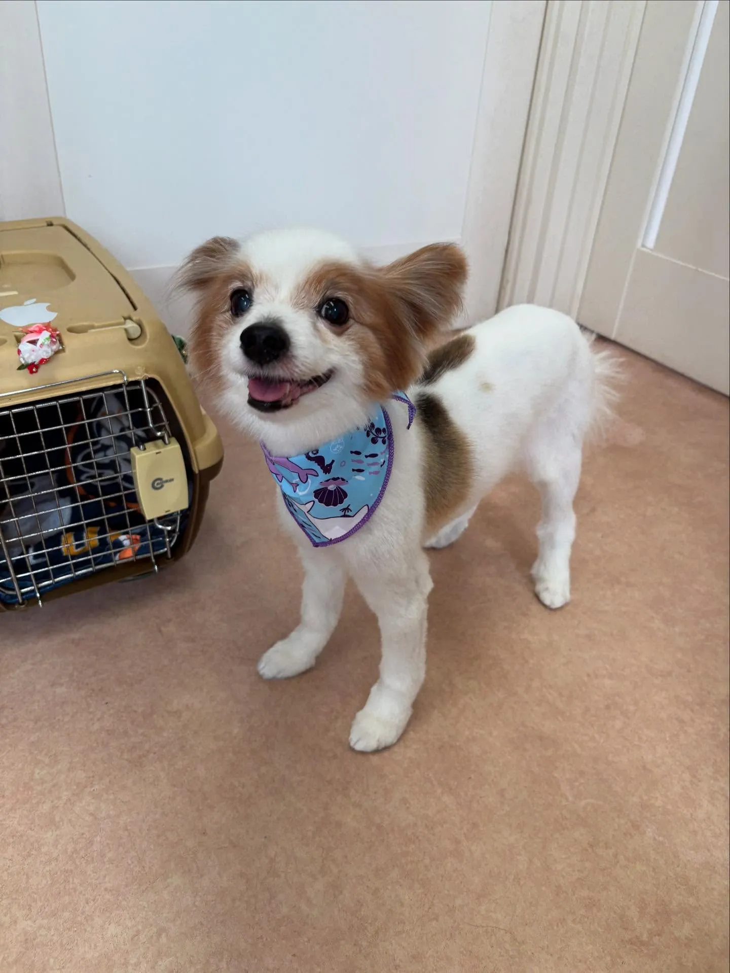 犬のトリミング✂️