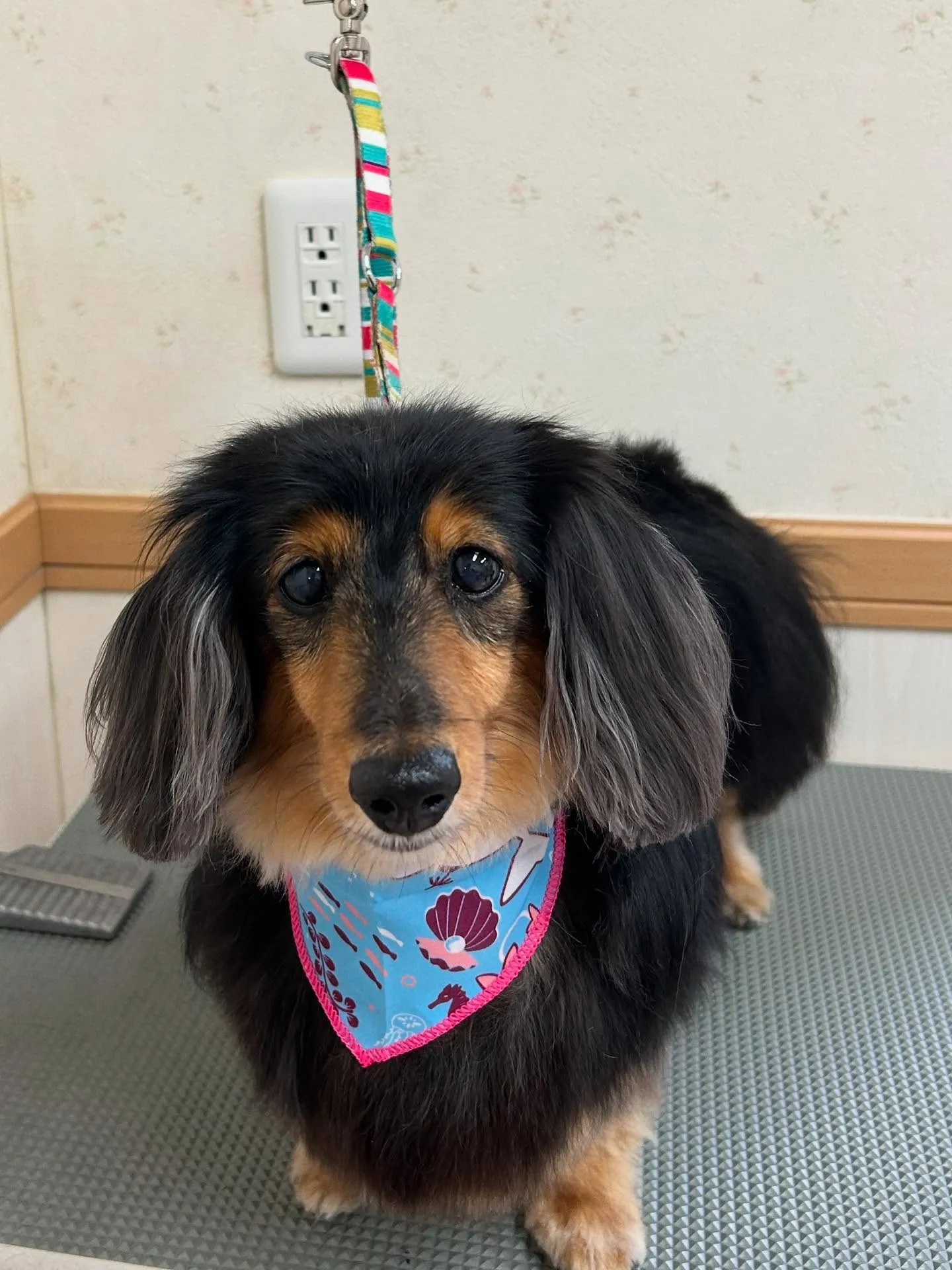 犬のトリミング✂️