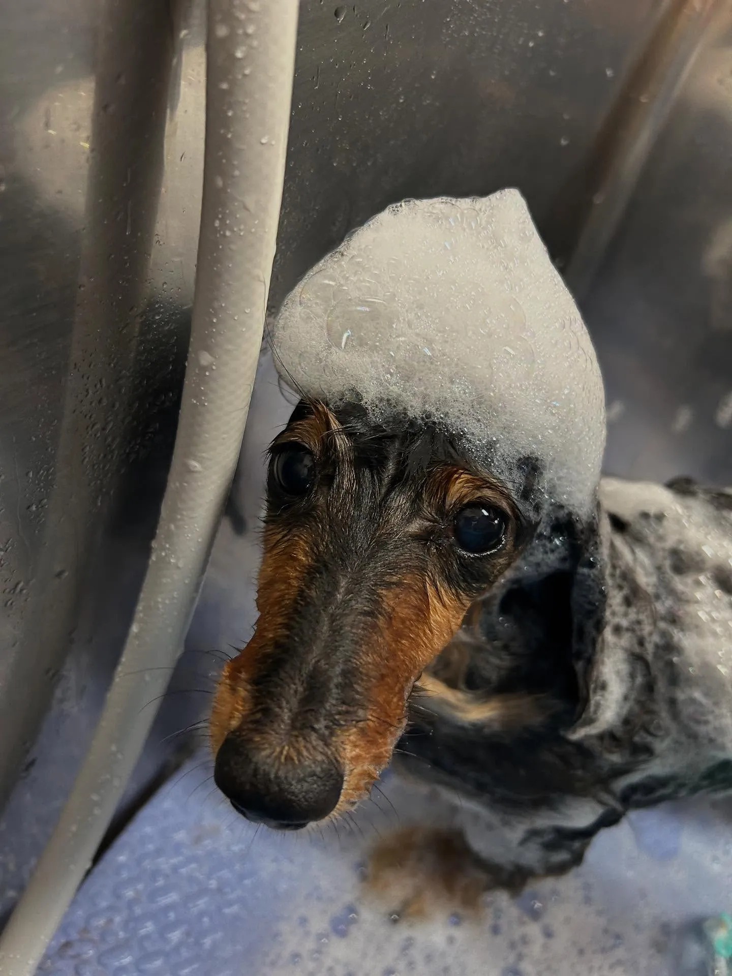 犬のトリミング✂️