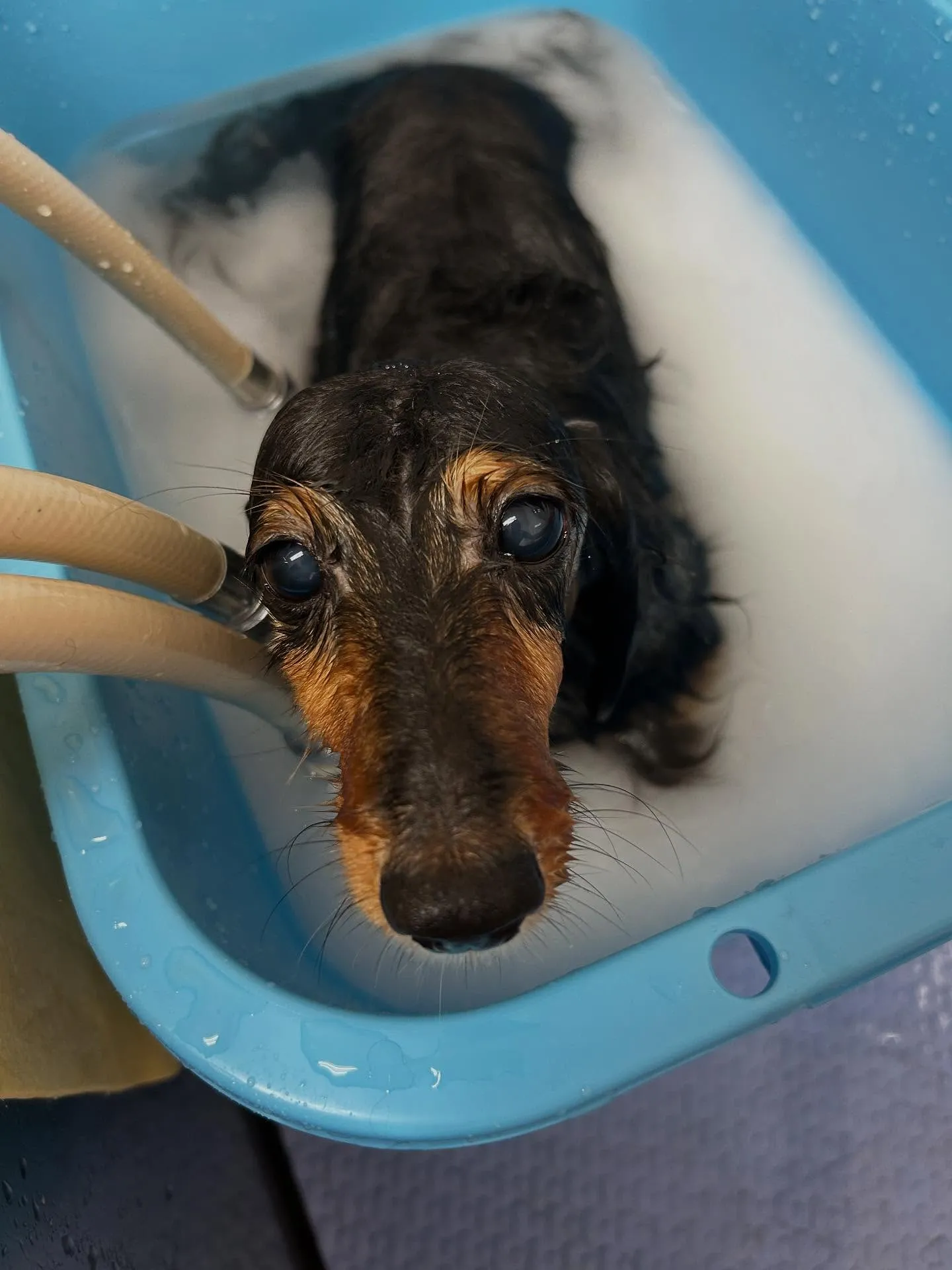 犬のトリミング✂️